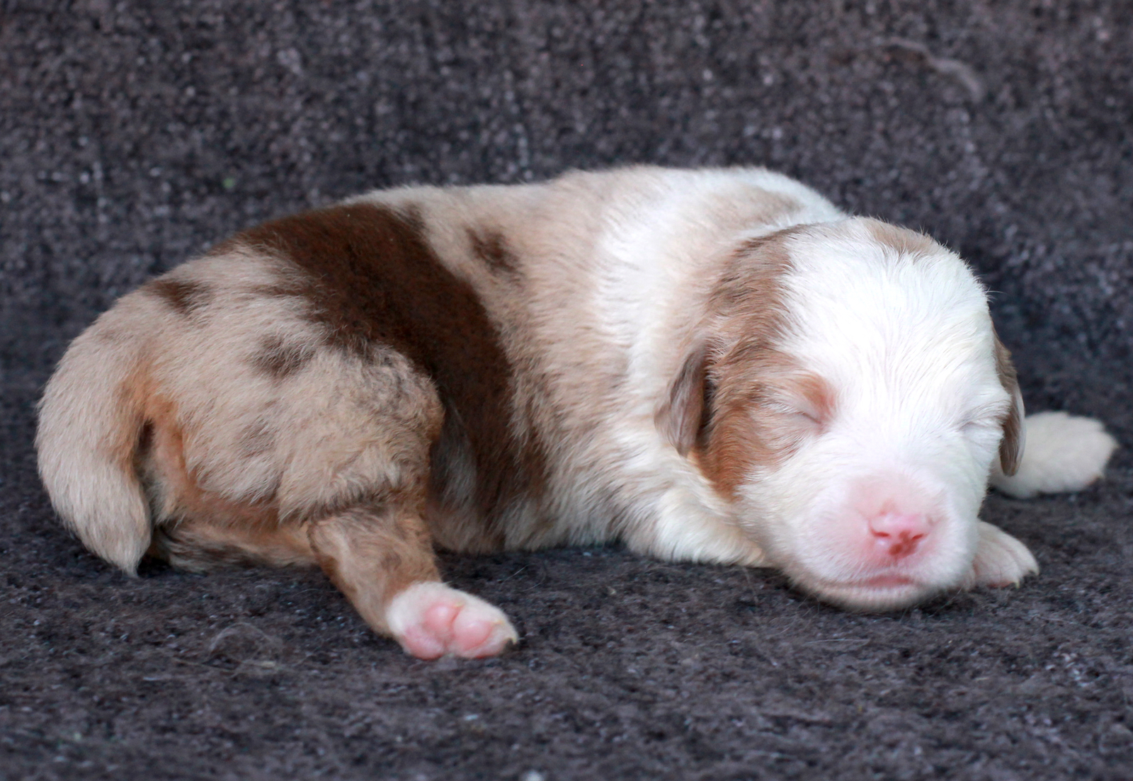 Mini Aussie Welpen