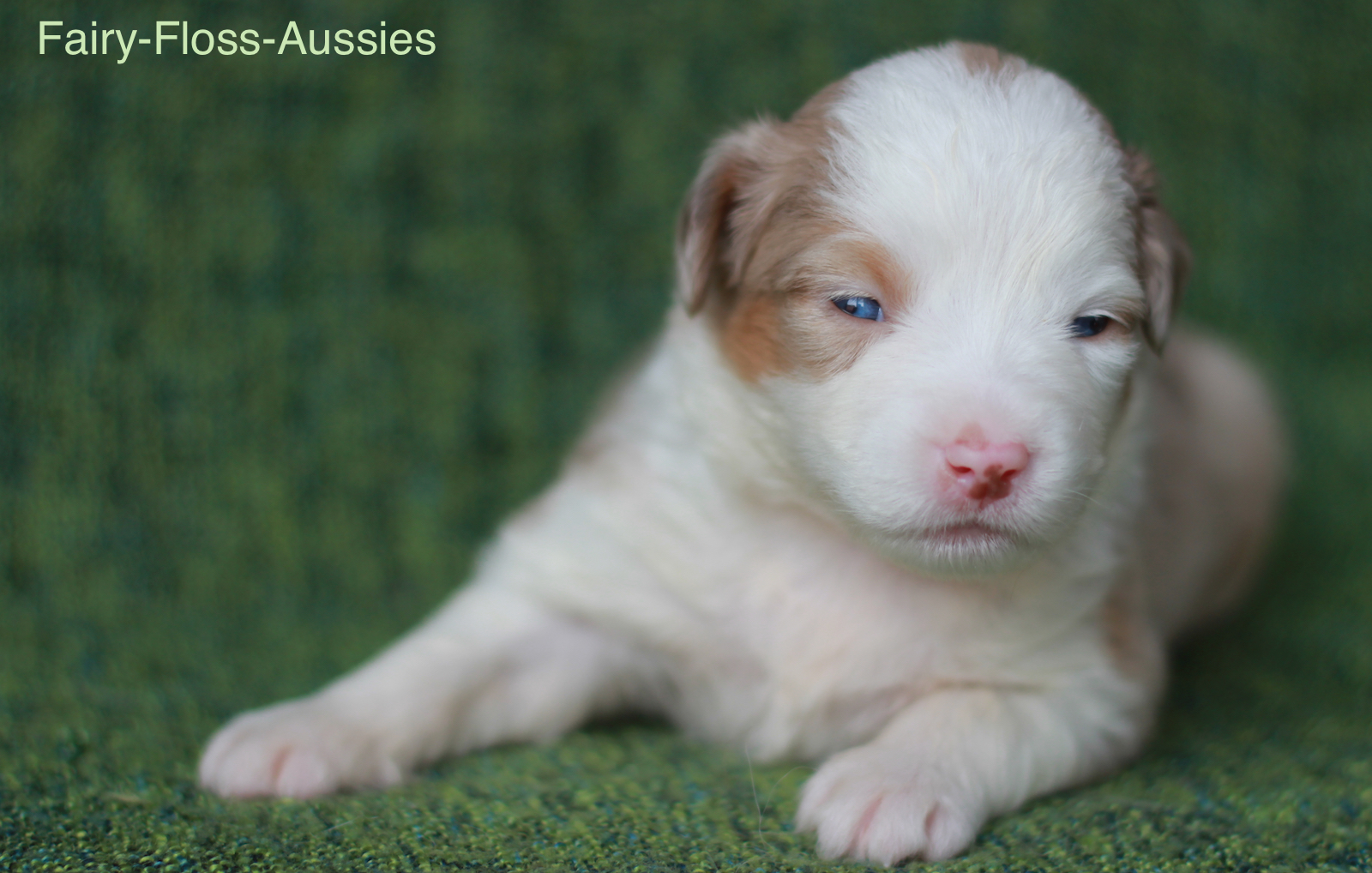 Mini Aussie Welpen