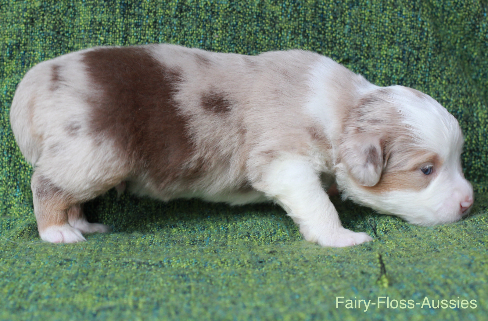 Mini Aussie Welpen