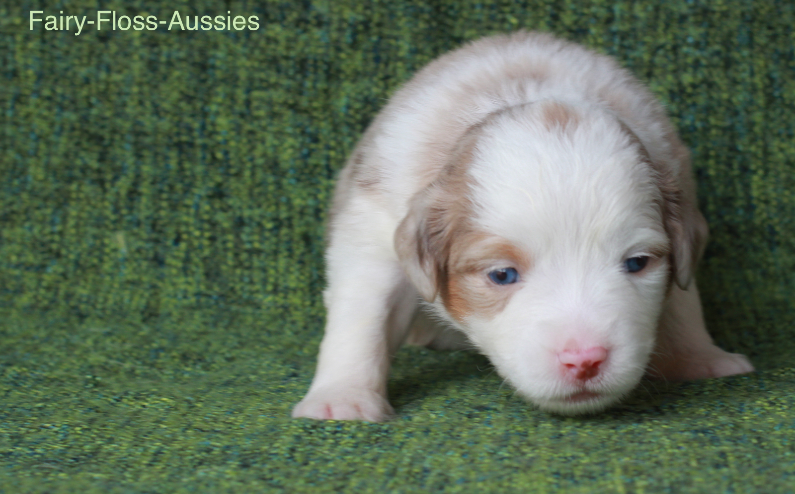 Mini Aussie Welpen