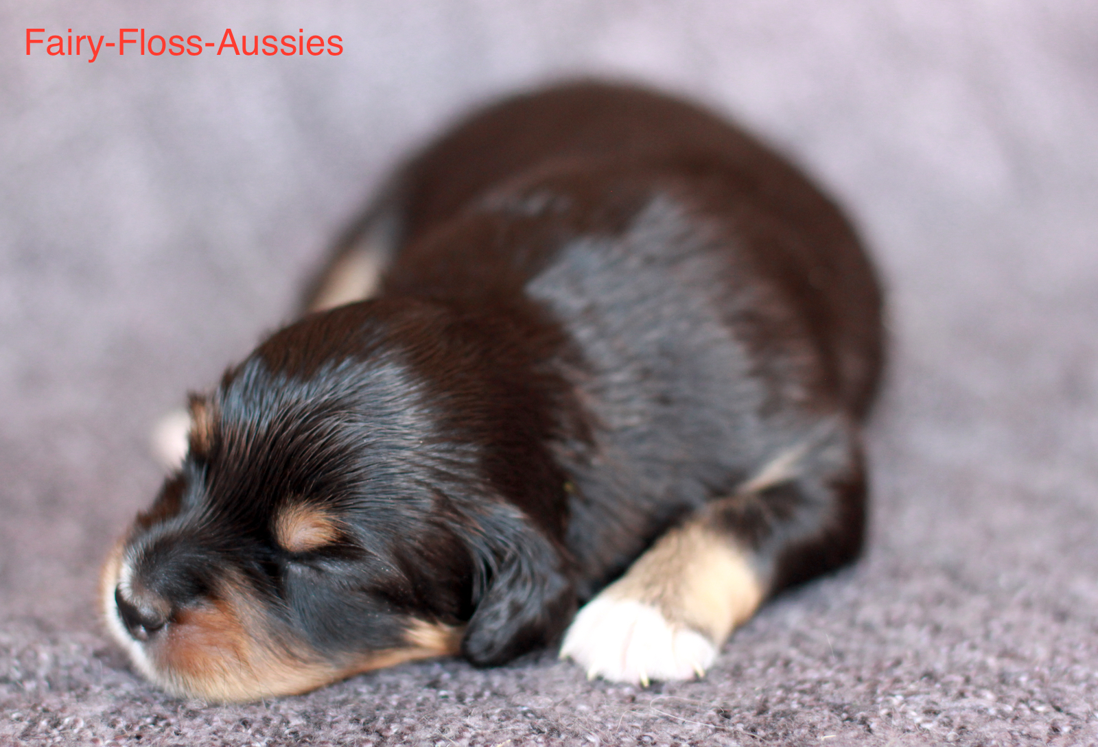 Mini Aussie Welpen