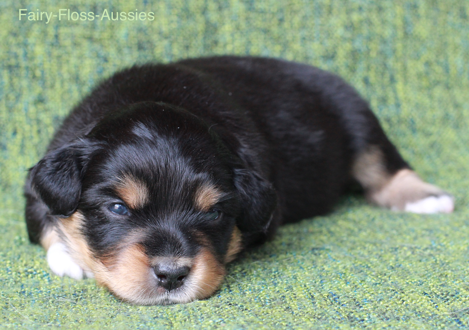 Mini Aussie Welpen