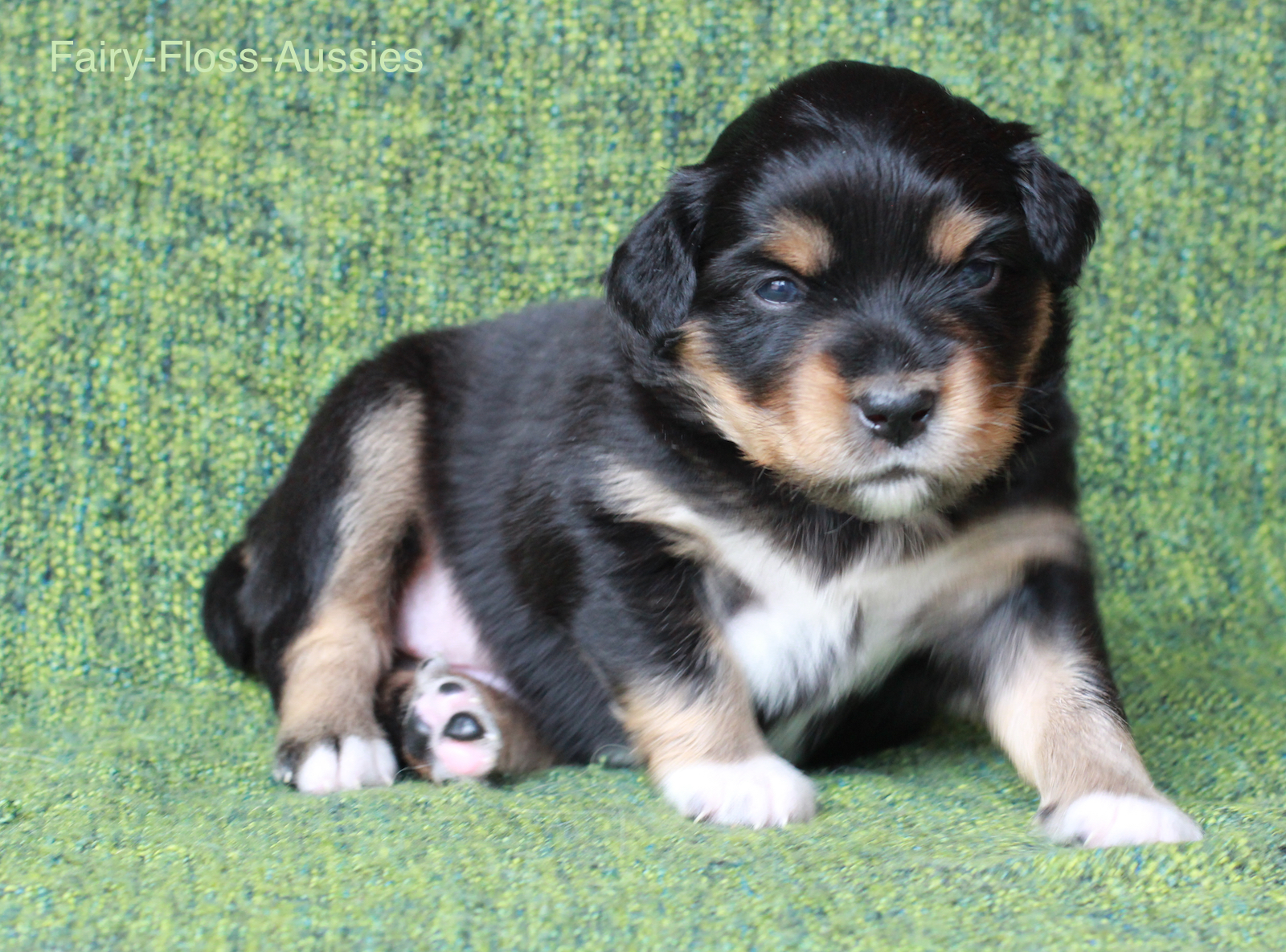 Mini Aussie Welpen