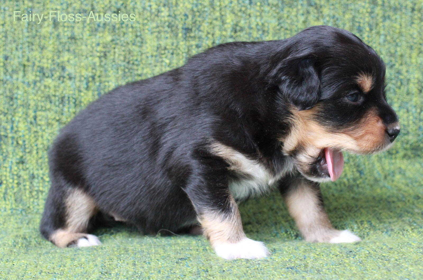 Mini Aussie Welpen