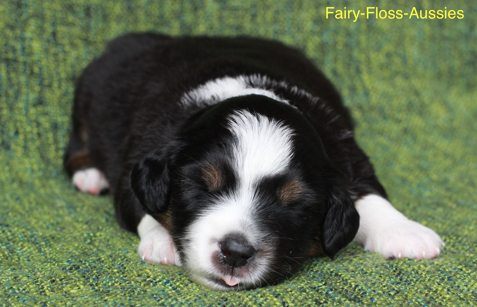 Mini Aussie Welpen