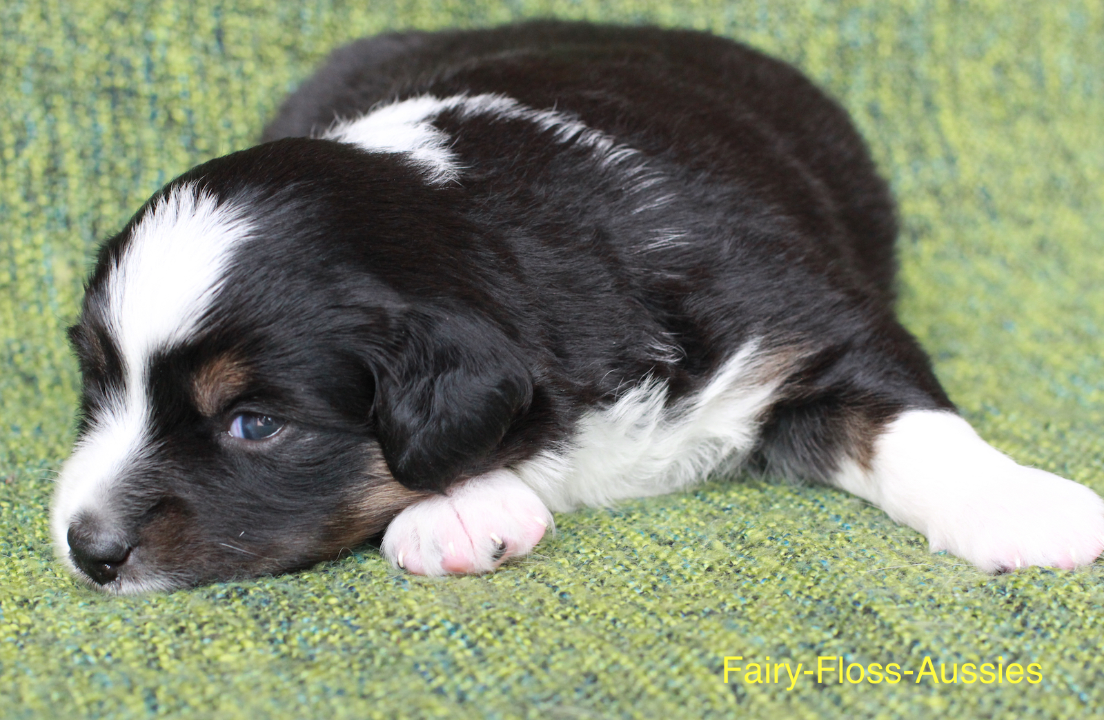 Mini Aussie Welpen