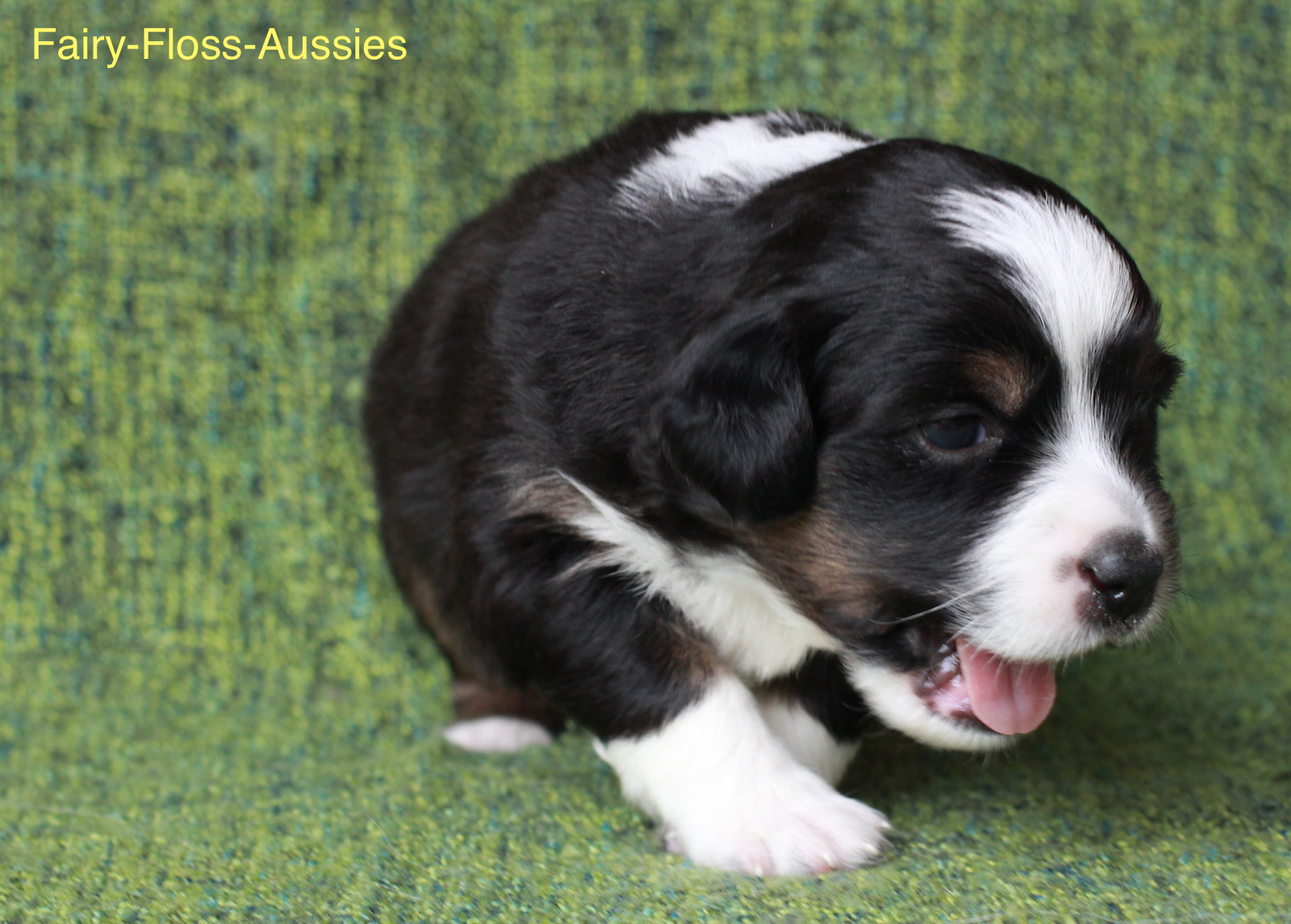 Mini Aussie Welpen - Miniature Australian Shepherd Züchter Mini Aussie Welpen