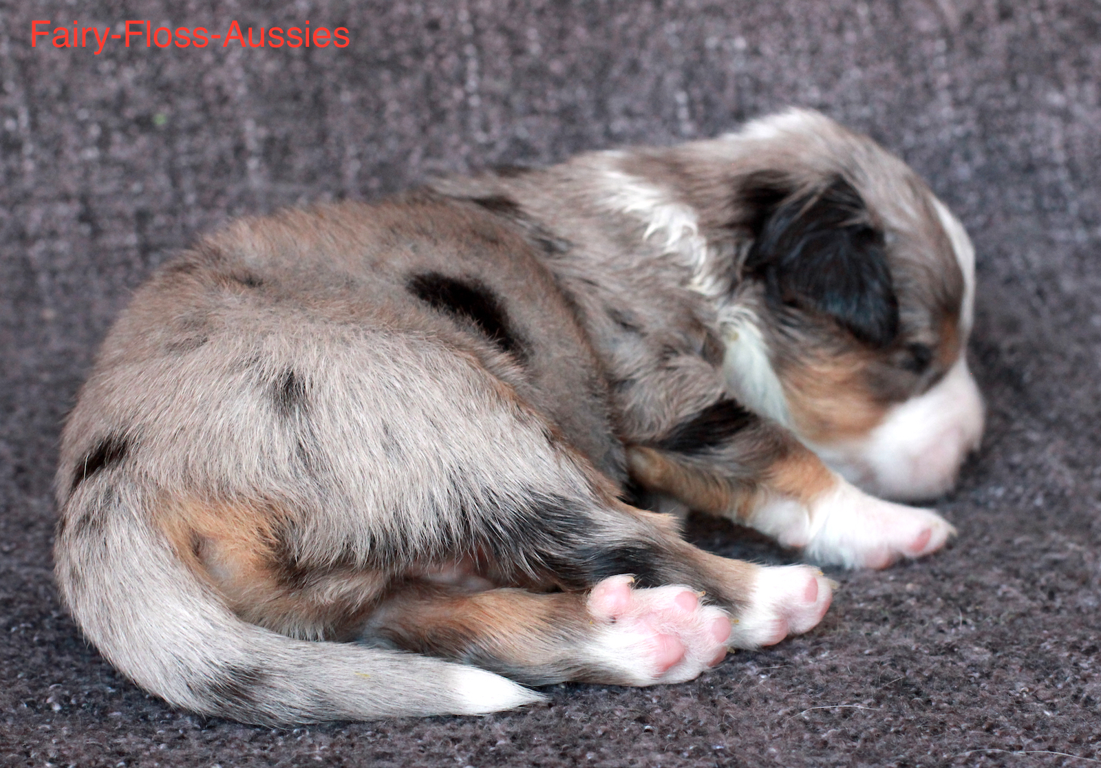 Mini Aussie Welpen