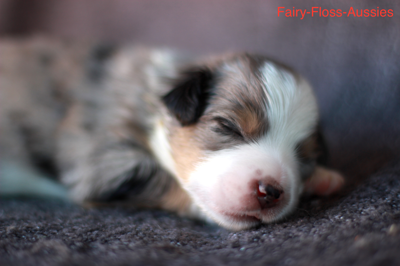 Mini Aussie Welpen