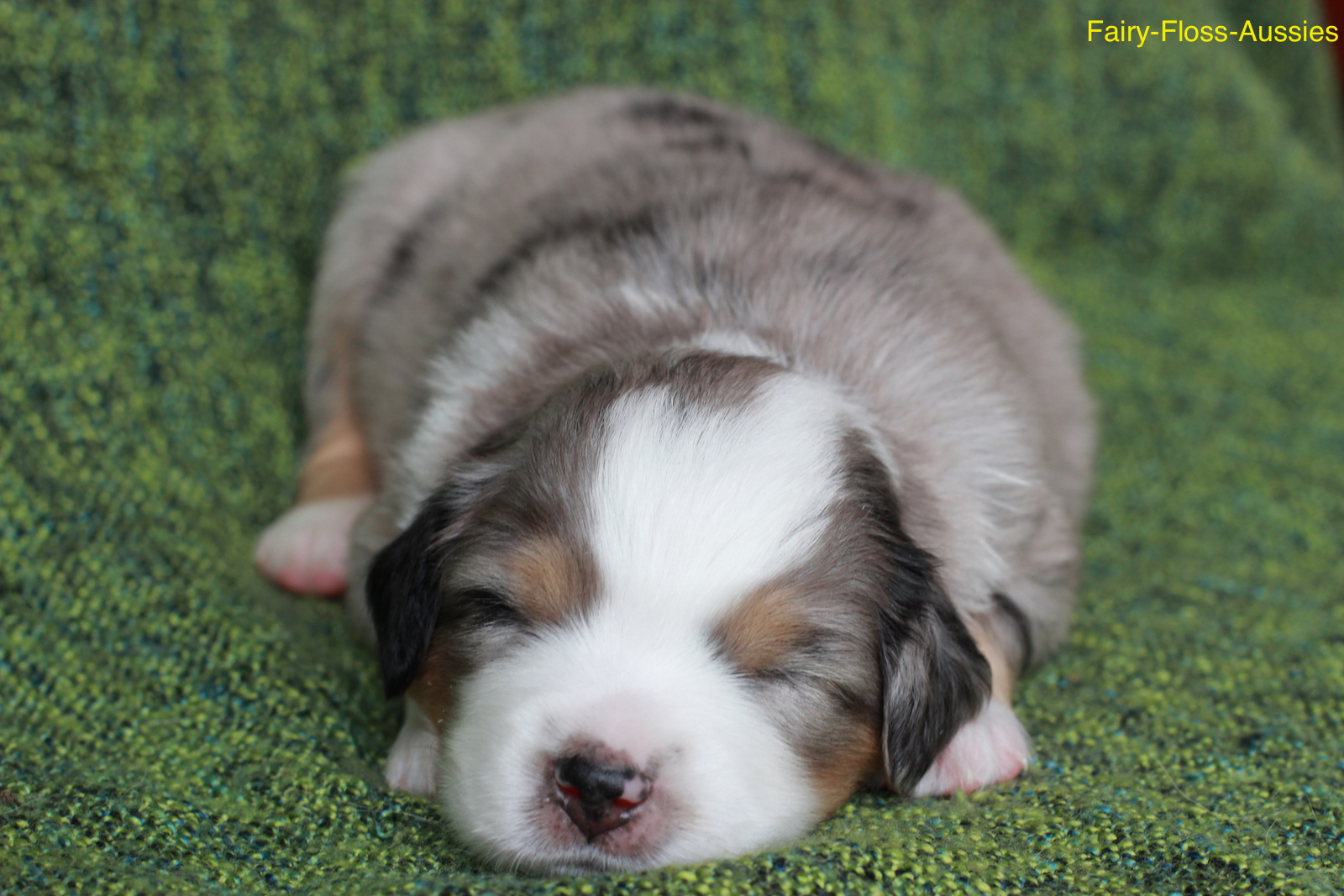 Mini Aussie Welpen