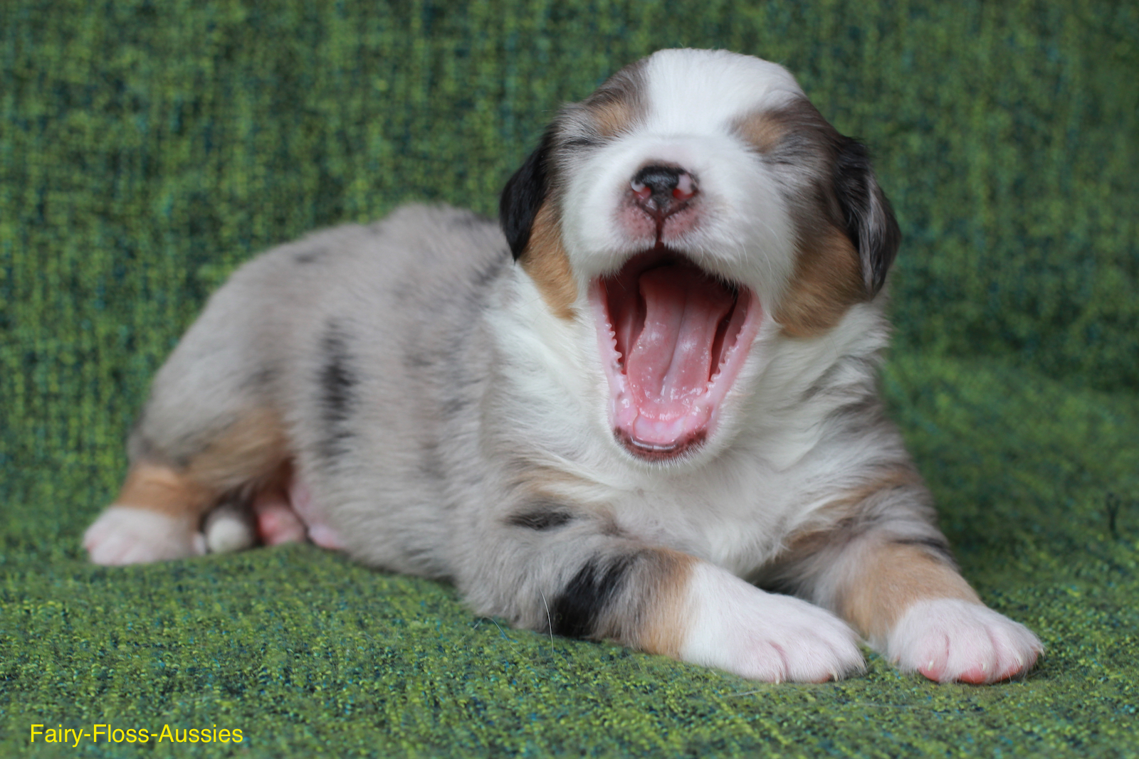 Mini Aussie Welpen - Miniature Australian Shepherd Züchter Mini Aussie Welpen