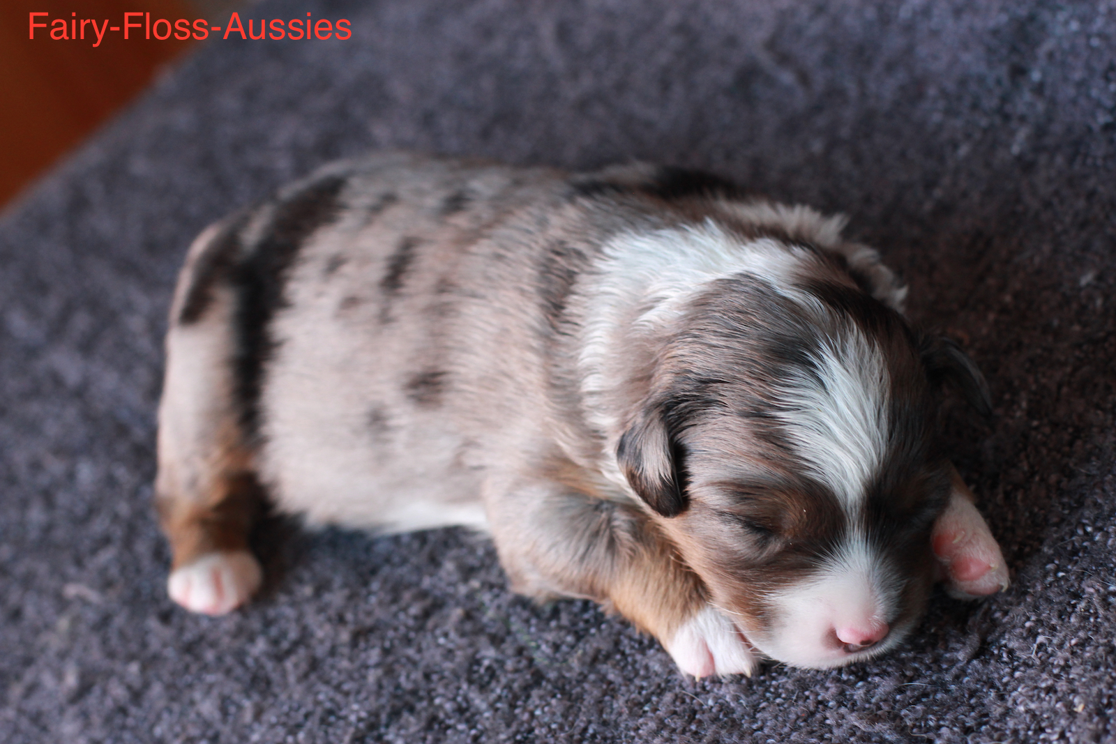 Mini Aussie Welpen