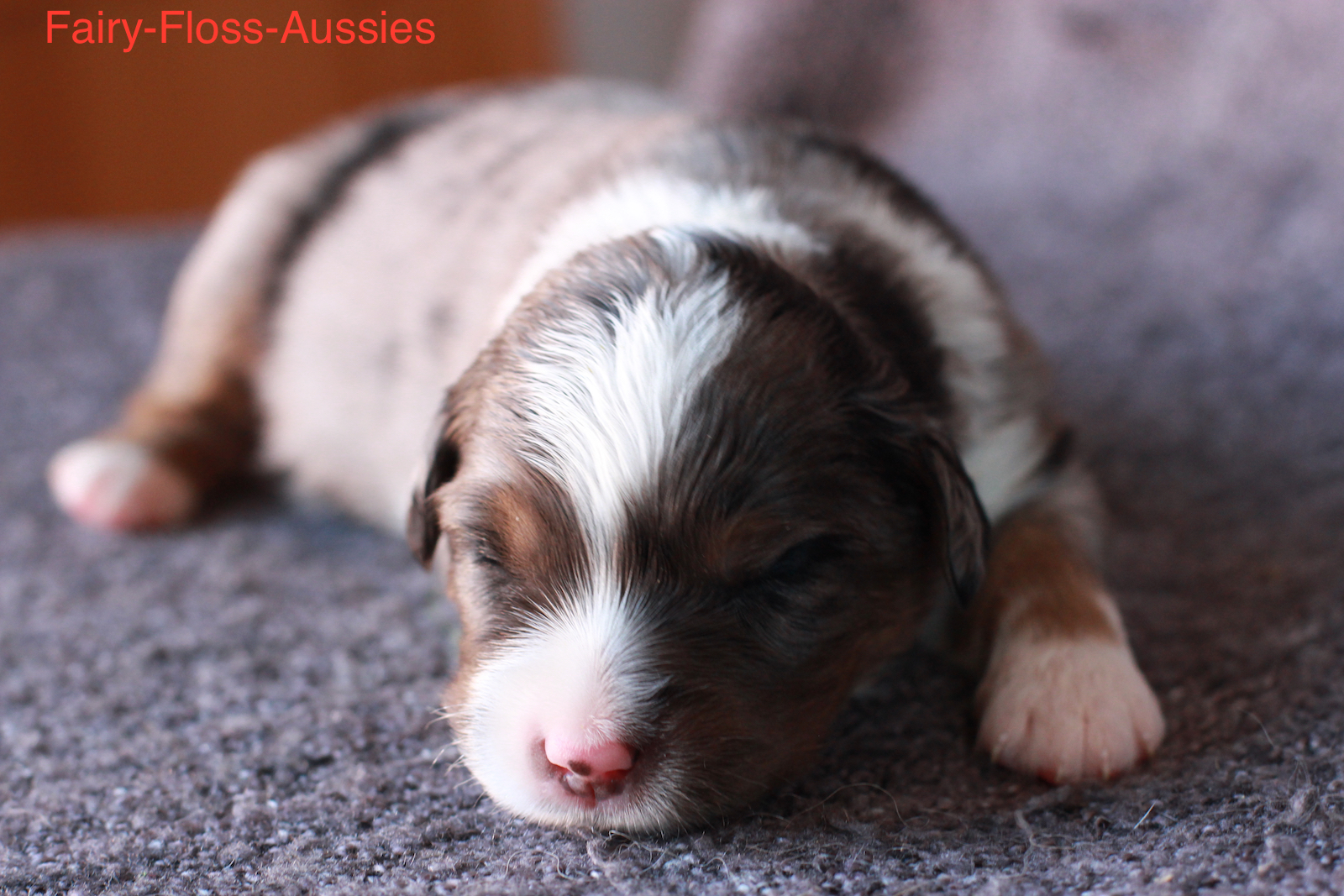 Mini Aussie Welpen