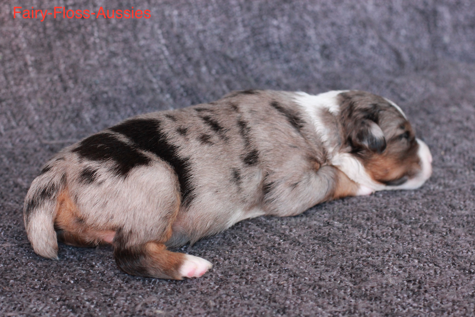 Mini Aussie Welpen