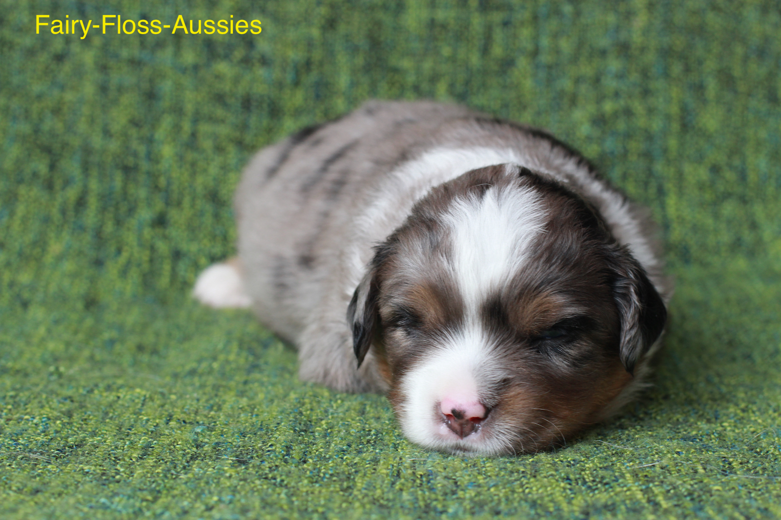 Mini Aussie Welpen