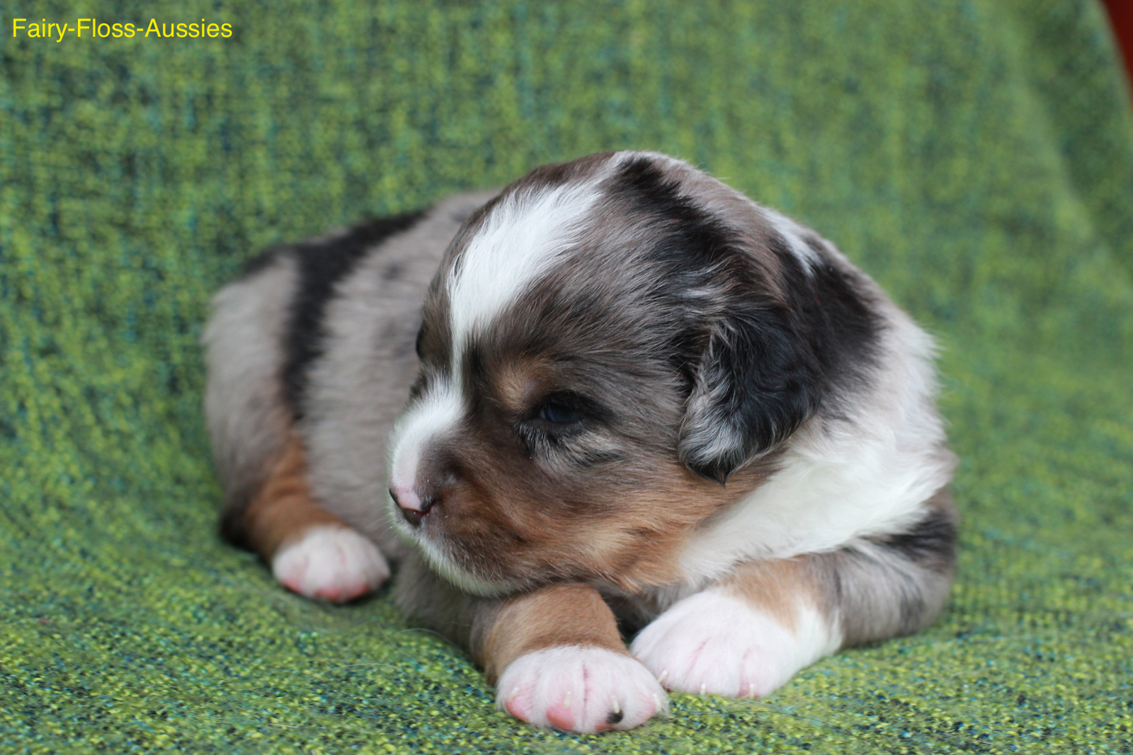 Mini Aussie Welpen - Miniature Australian Shepherd Züchter Mini Aussie Welpen