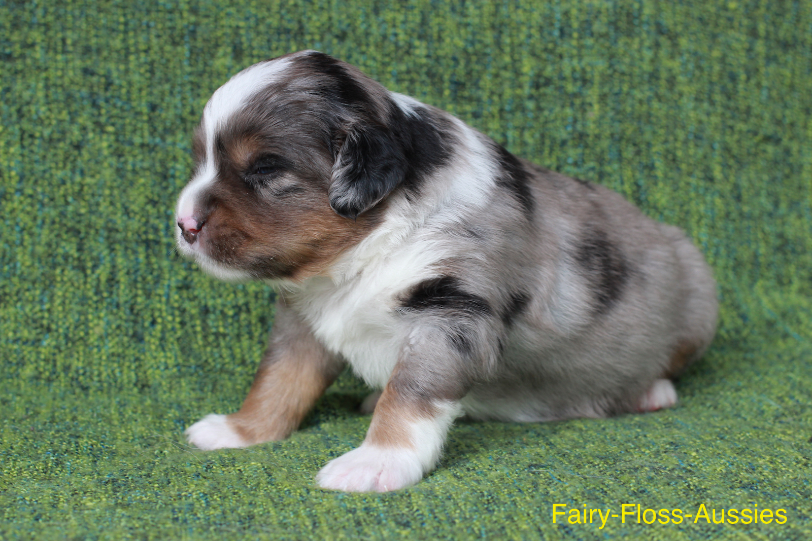 Mini Aussie Welpen