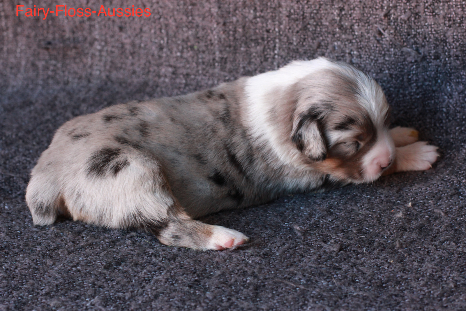 Mini Aussie Welpen