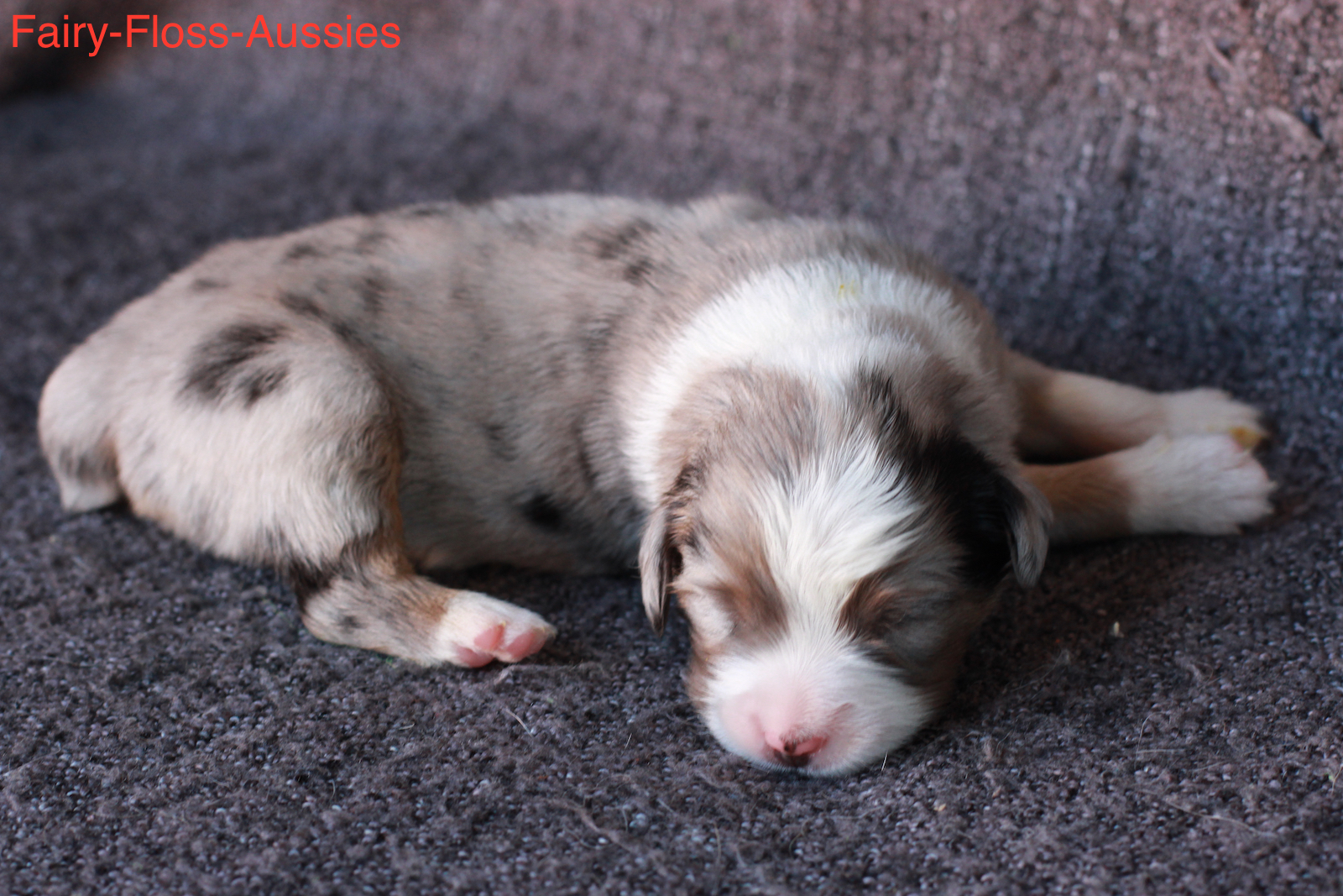 Mini Aussie Welpen