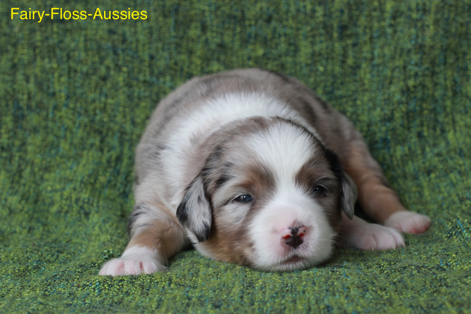 Mini Aussie Welpen