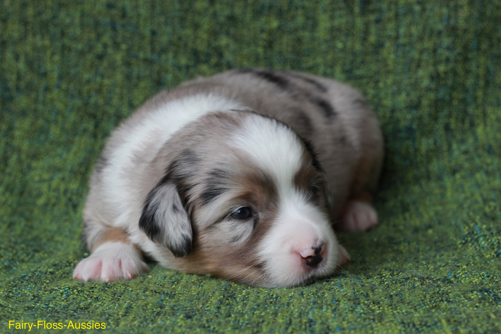 Mini Aussie Welpen