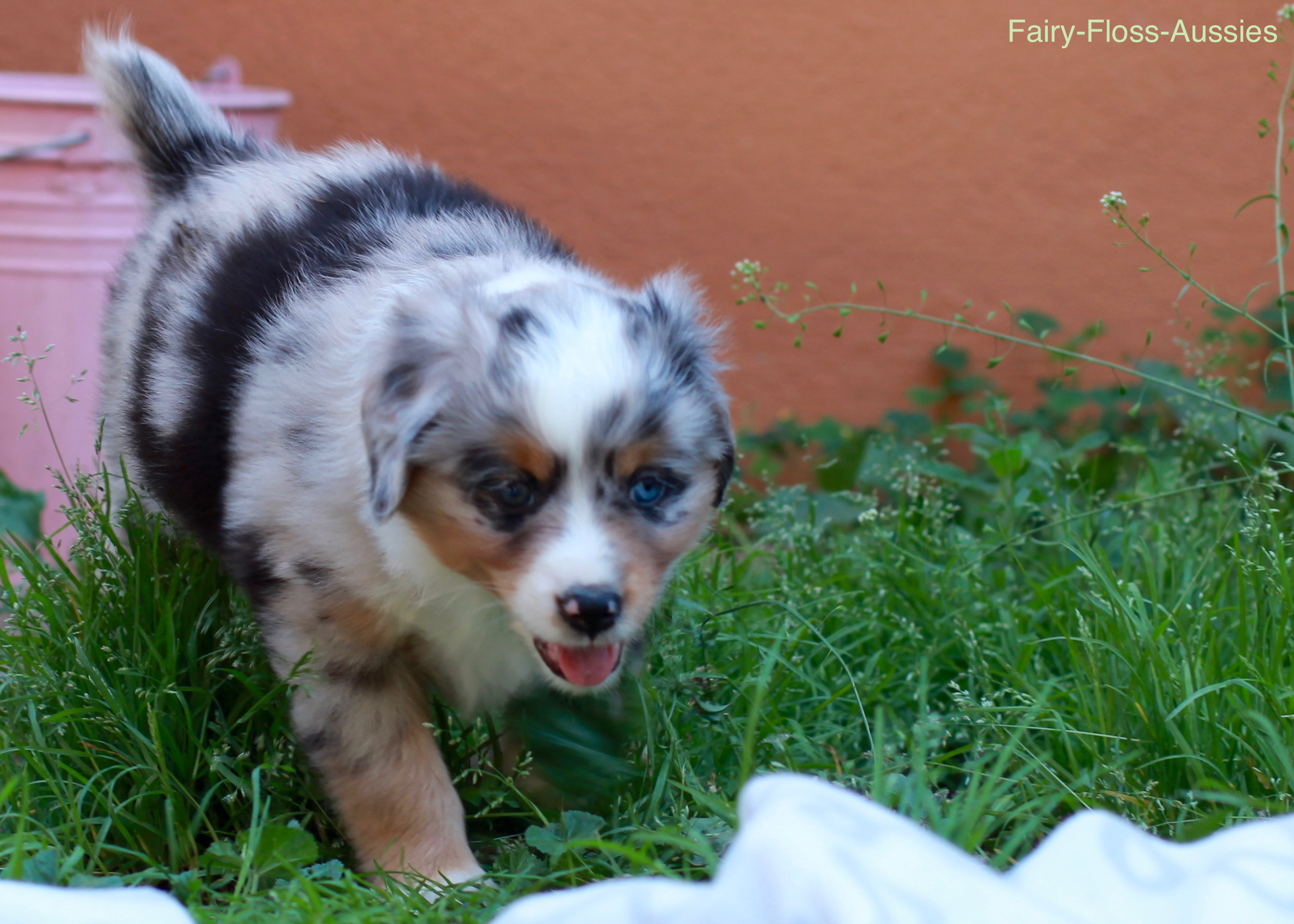 Mini Aussie Welpen