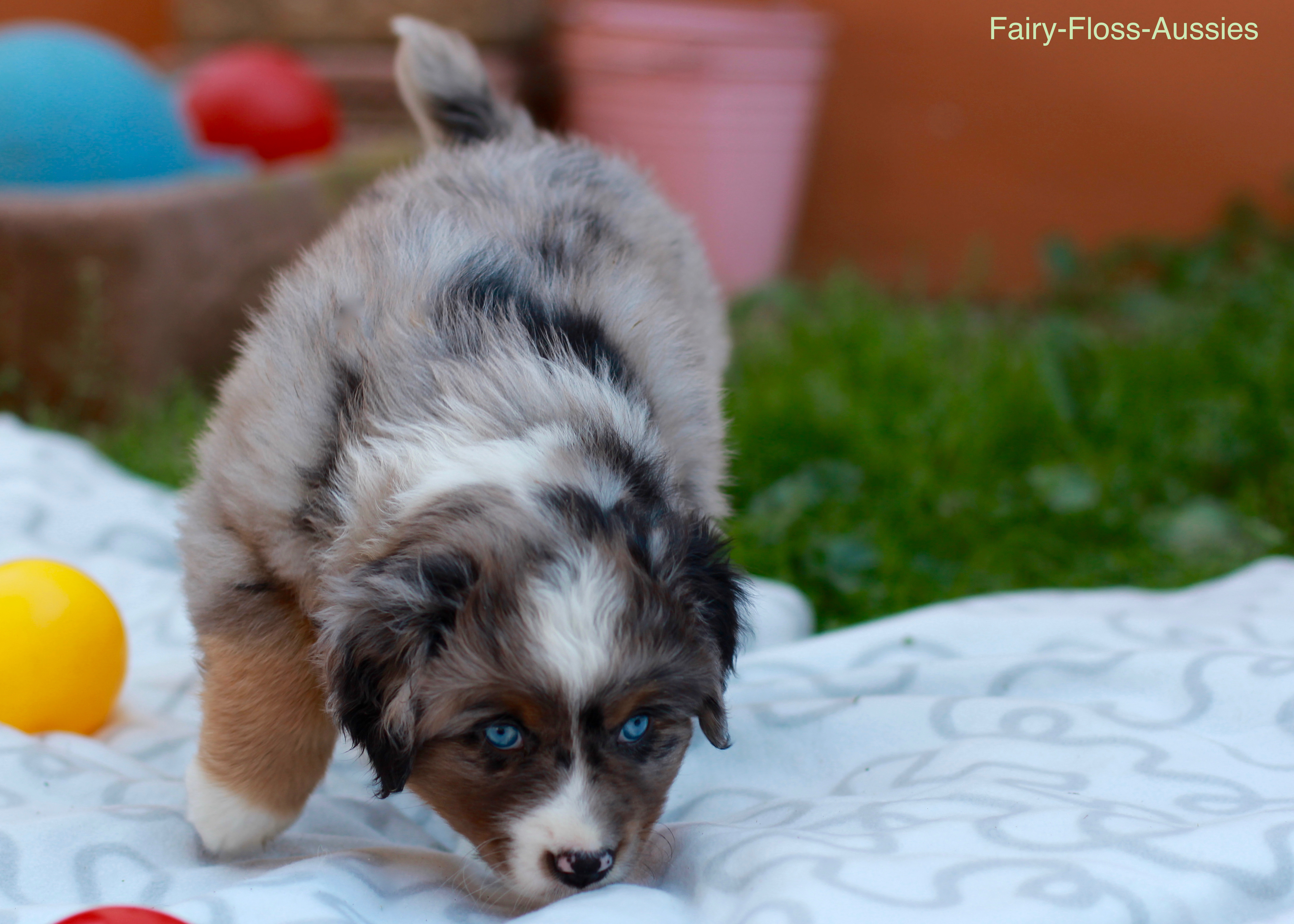 Mini Aussie Welpen - Miniature Australian Shepherd Züchter Mini Aussie Welpen