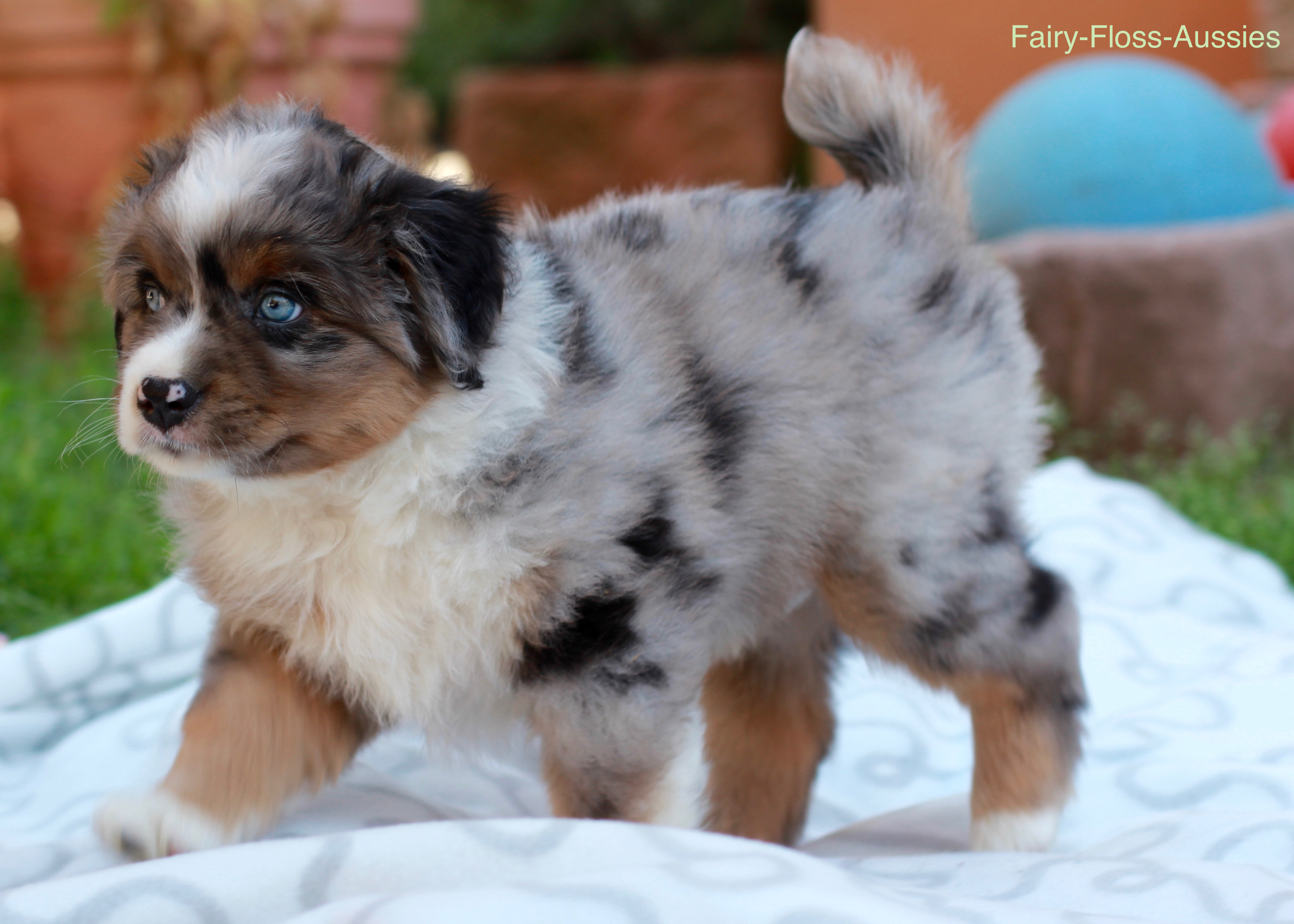 Mini Aussie Welpen - Miniature Australian Shepherd Züchter Mini Aussie Welpen