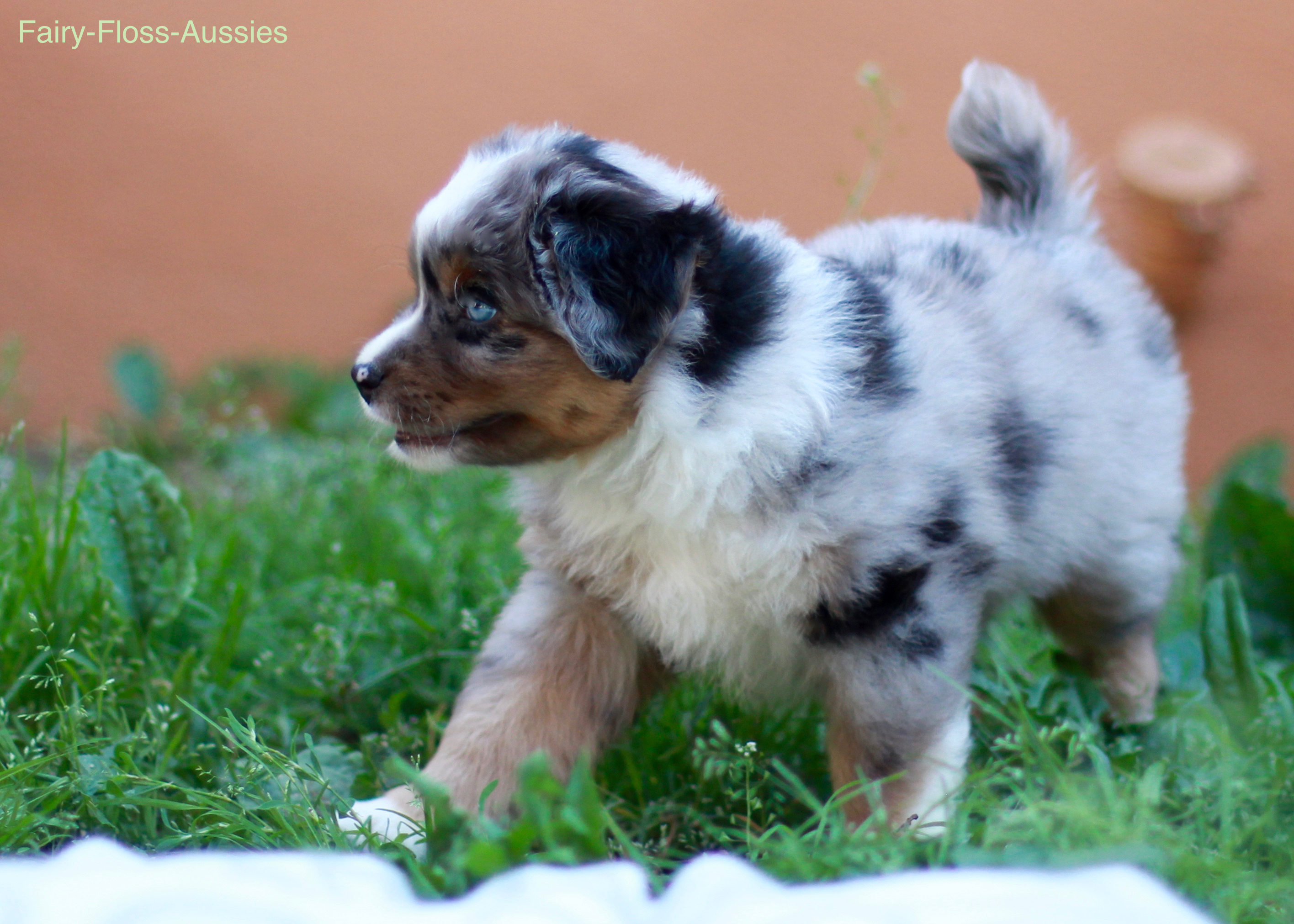 Mini Aussie Welpen