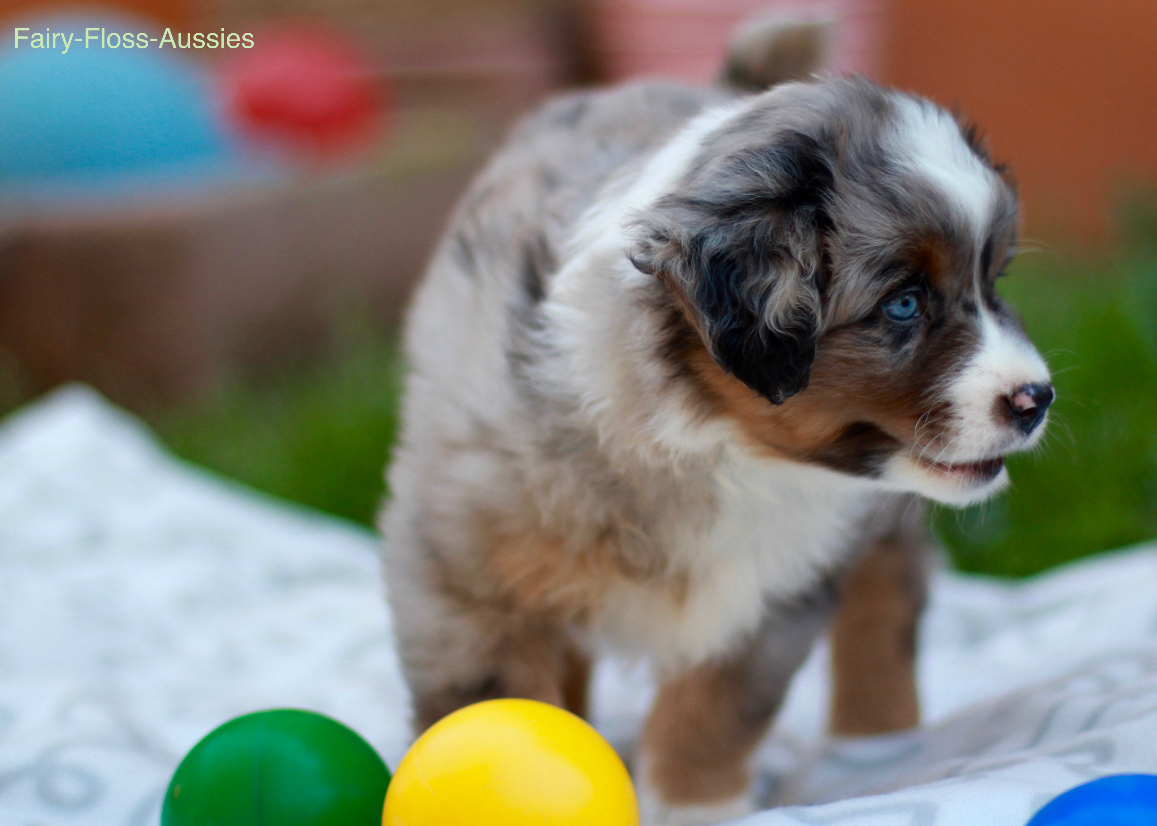Mini Aussie Welpen - Miniature Australian Shepherd Züchter Mini Aussie Welpen