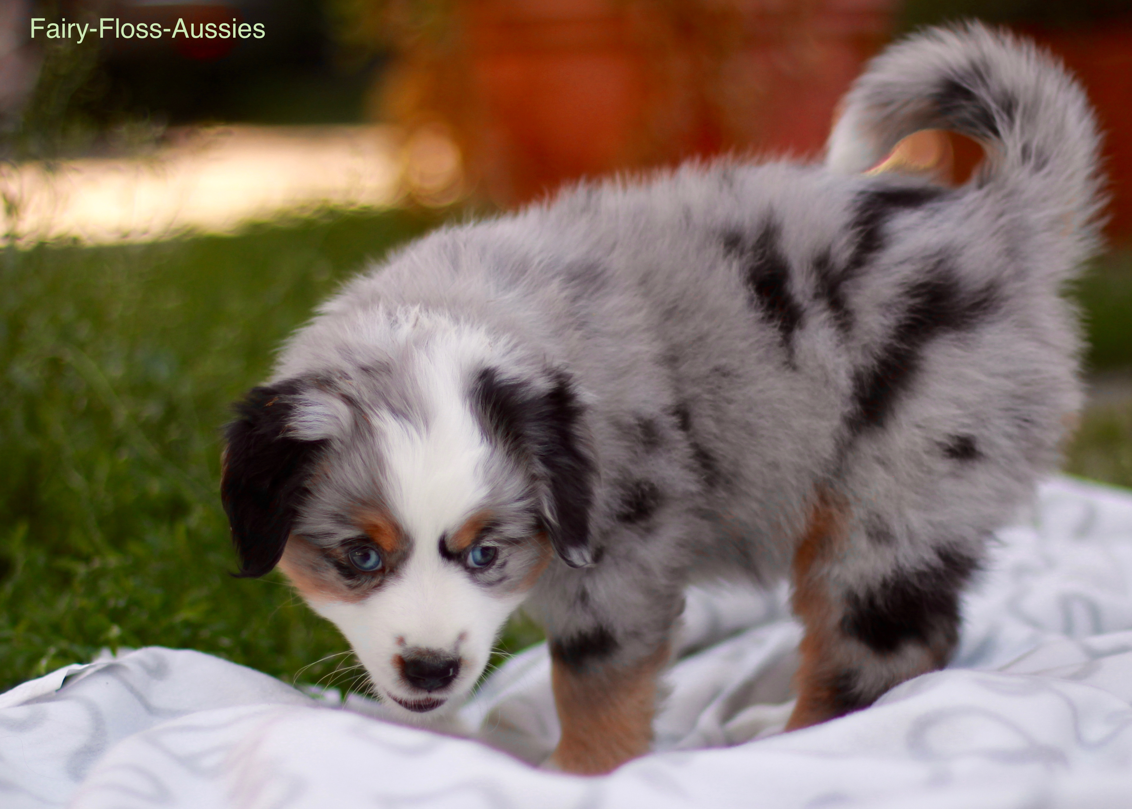 Mini Aussie Welpen - Miniature Australian Shepherd Züchter Mini Aussie Welpen