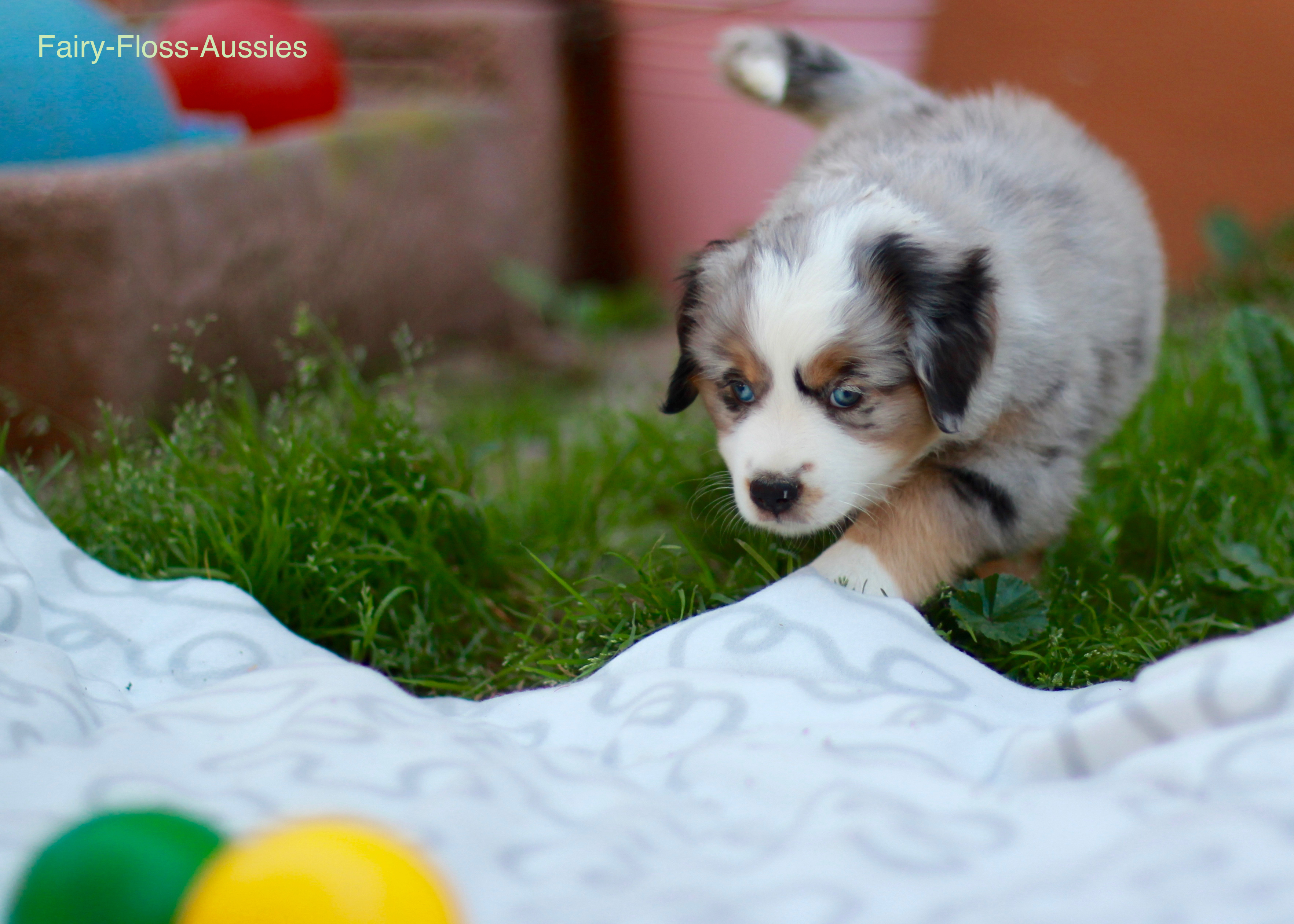 Mini Aussie Welpen