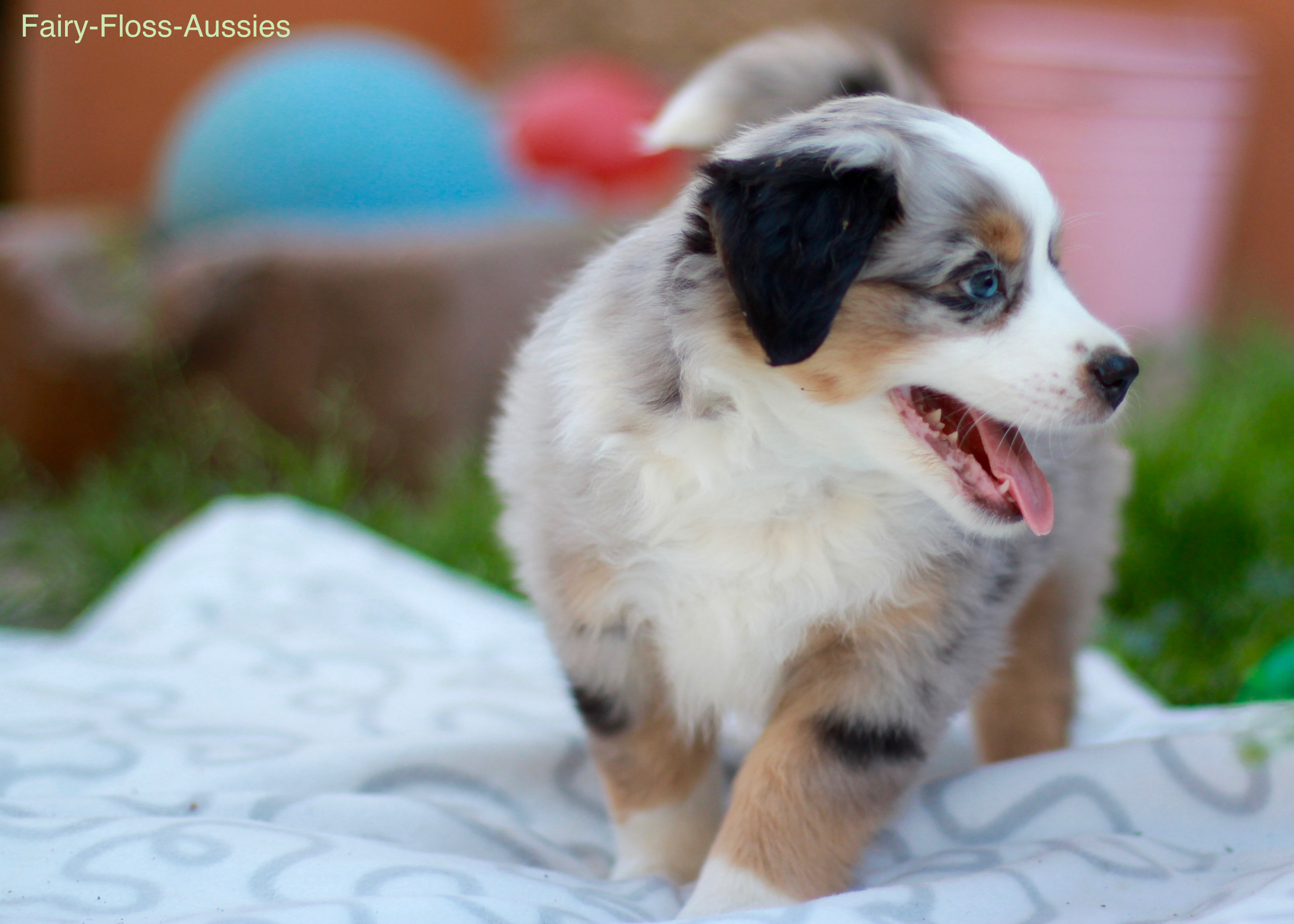 Mini Aussie Welpen - Miniature Australian Shepherd Züchter Mini Aussie Welpen