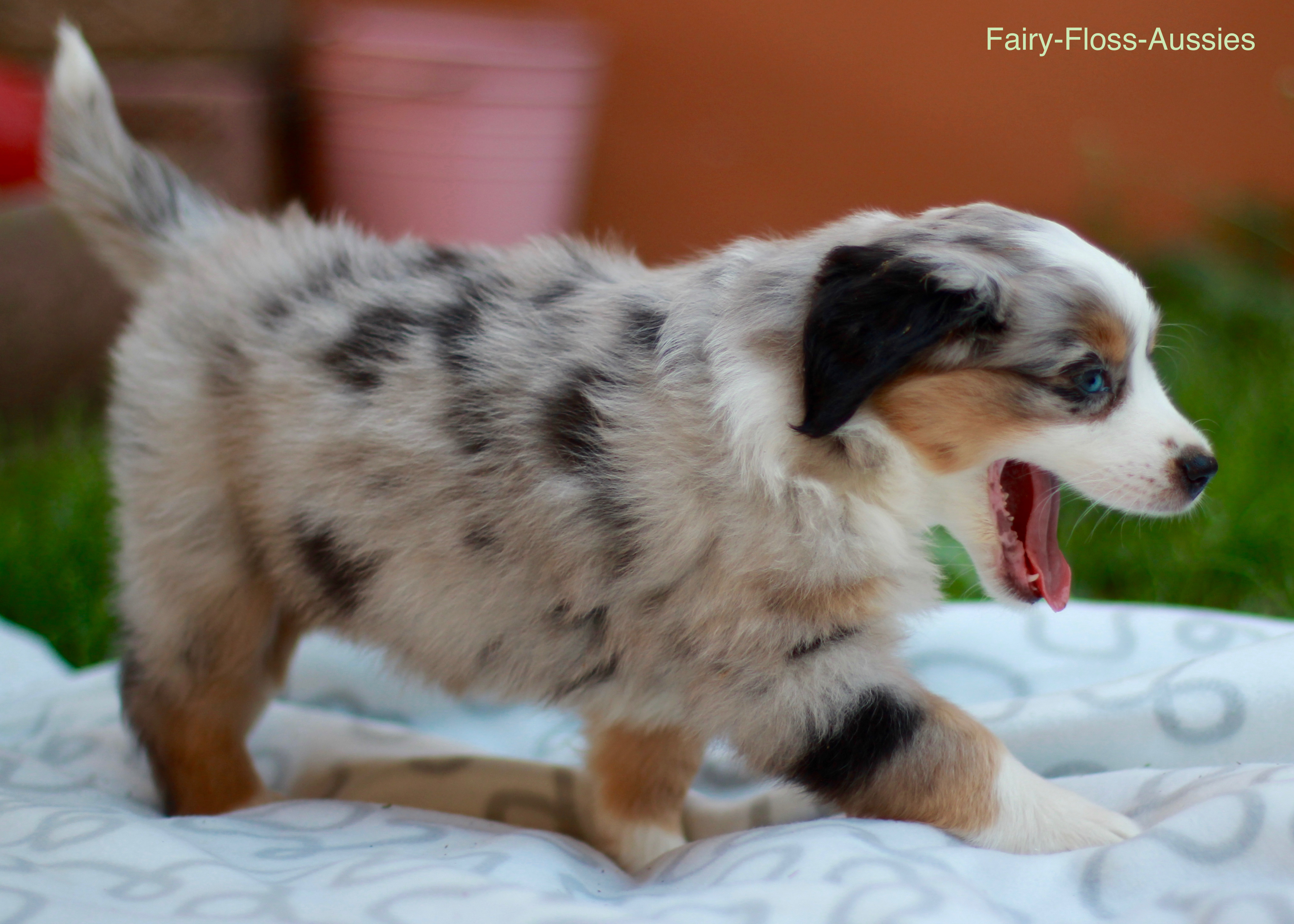 Mini Aussie Welpen - Miniature Australian Shepherd Züchter Mini Aussie Welpen