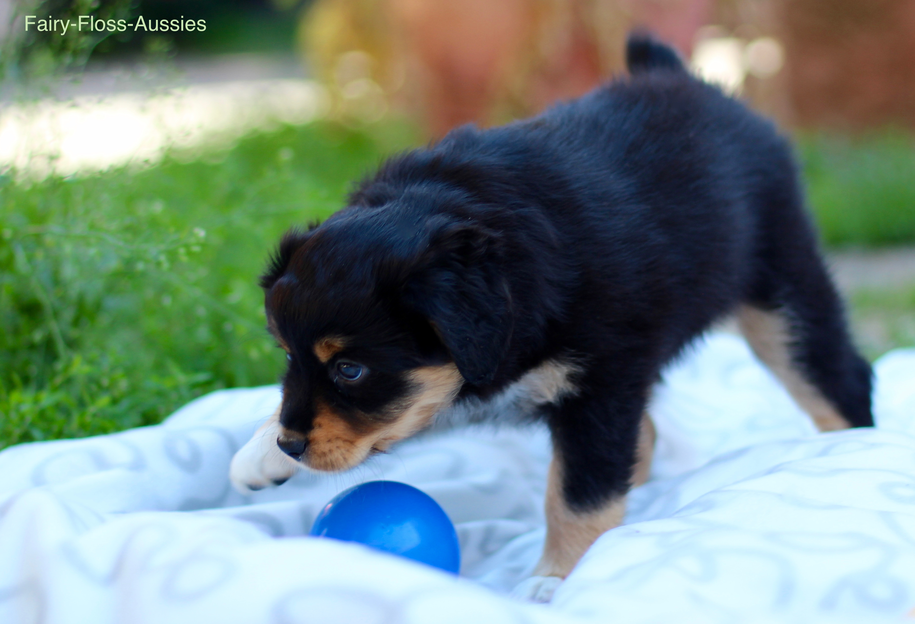 Mini Aussie Welpen