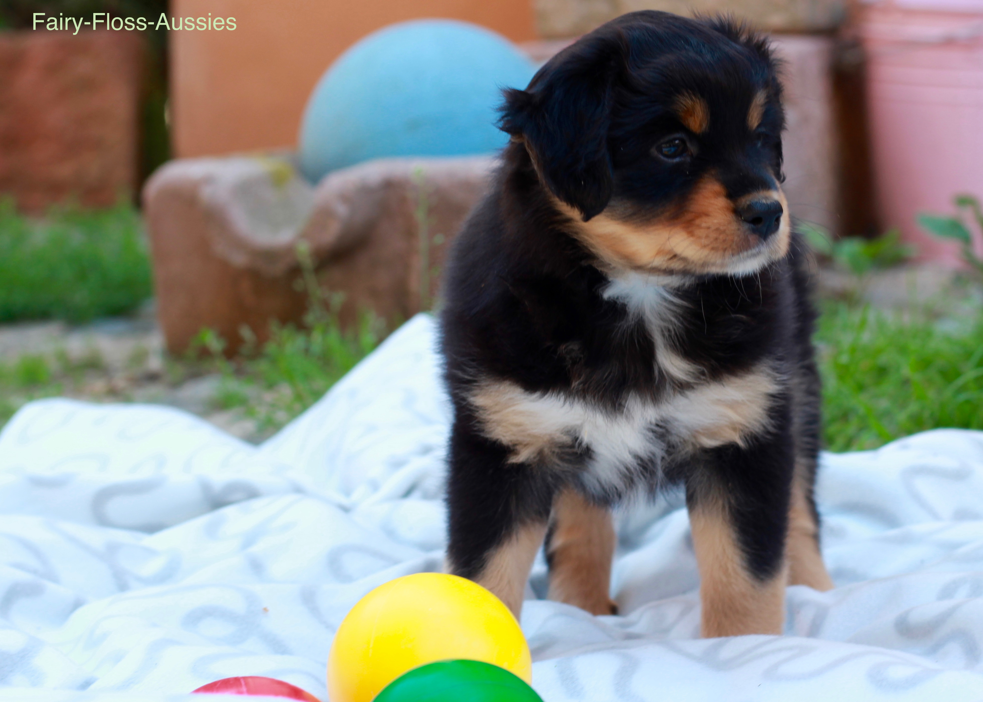 Mini Aussie Welpen - Miniature Australian Shepherd Züchter Mini Aussie Welpen