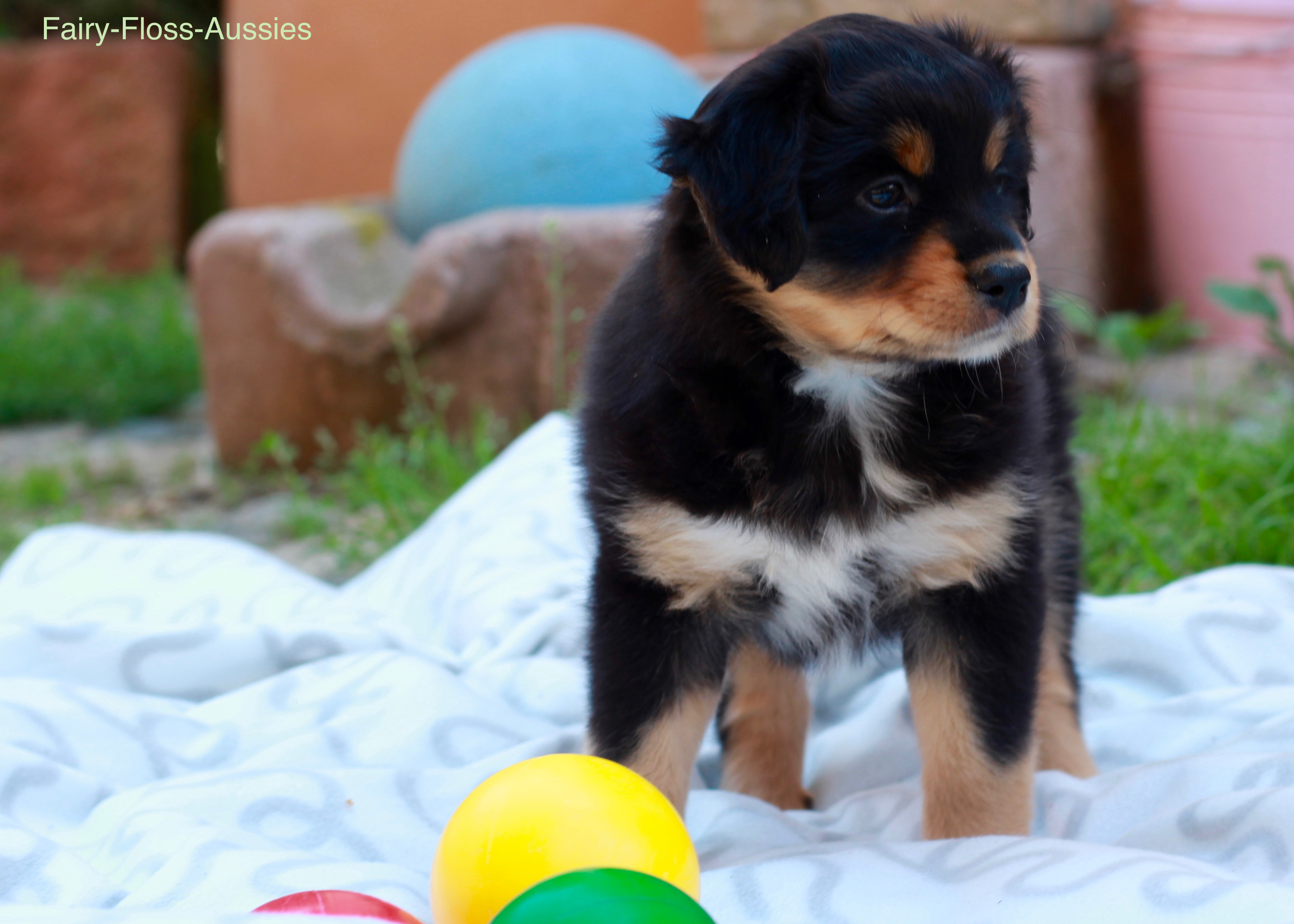 Mini Aussie Welpen