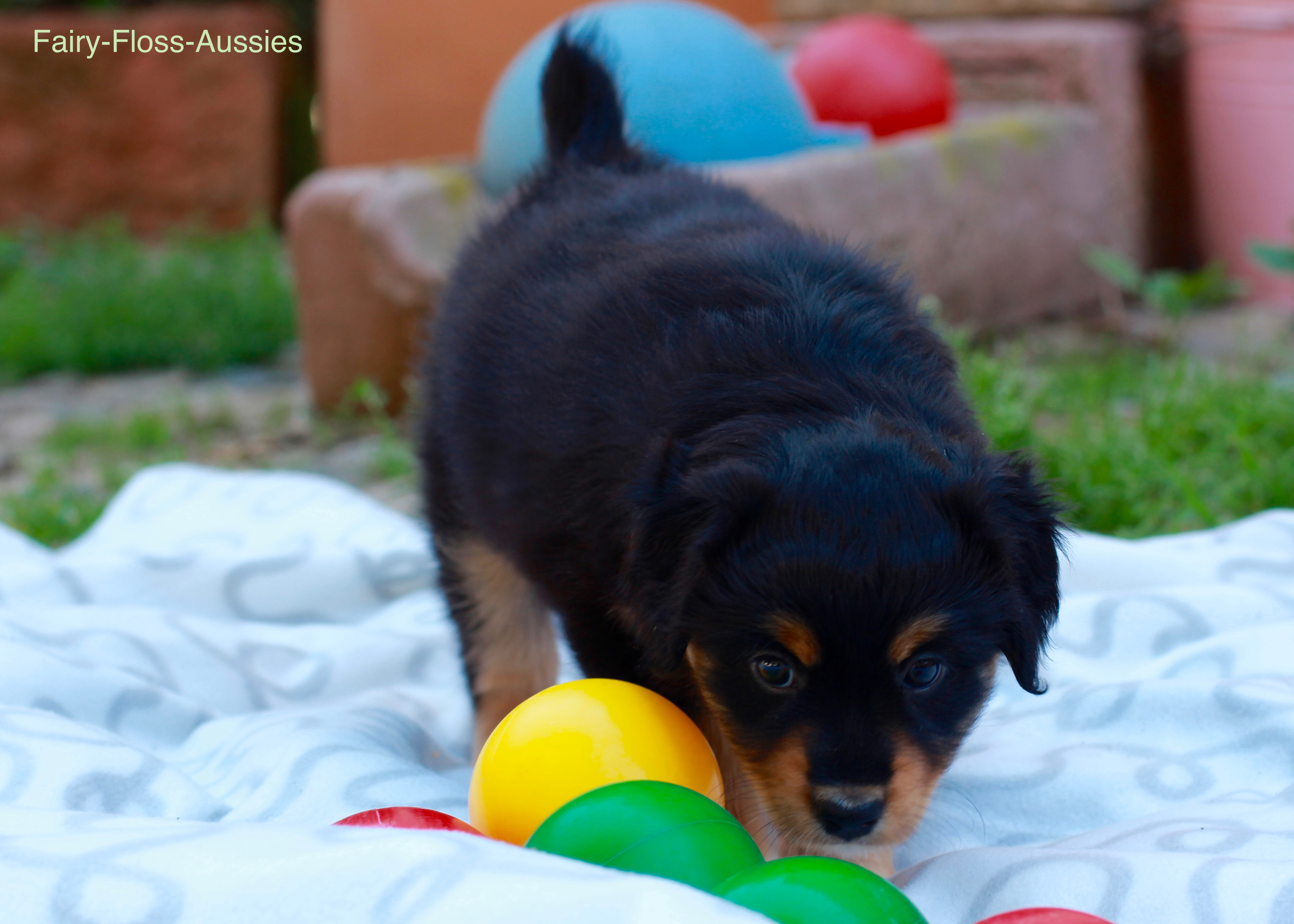 Mini Aussie Welpen