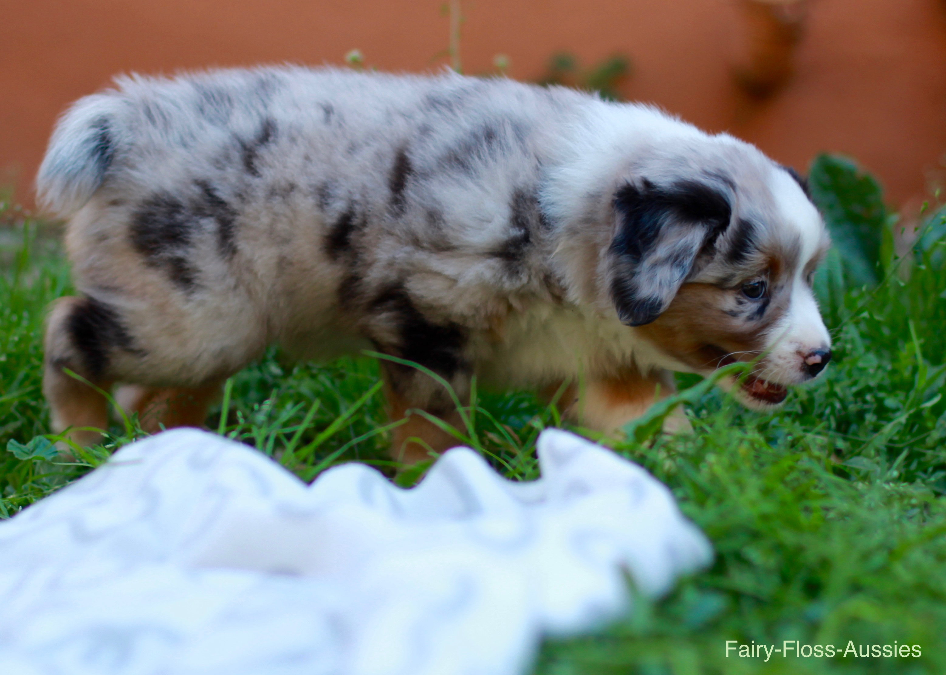 Mini Aussie Welpen