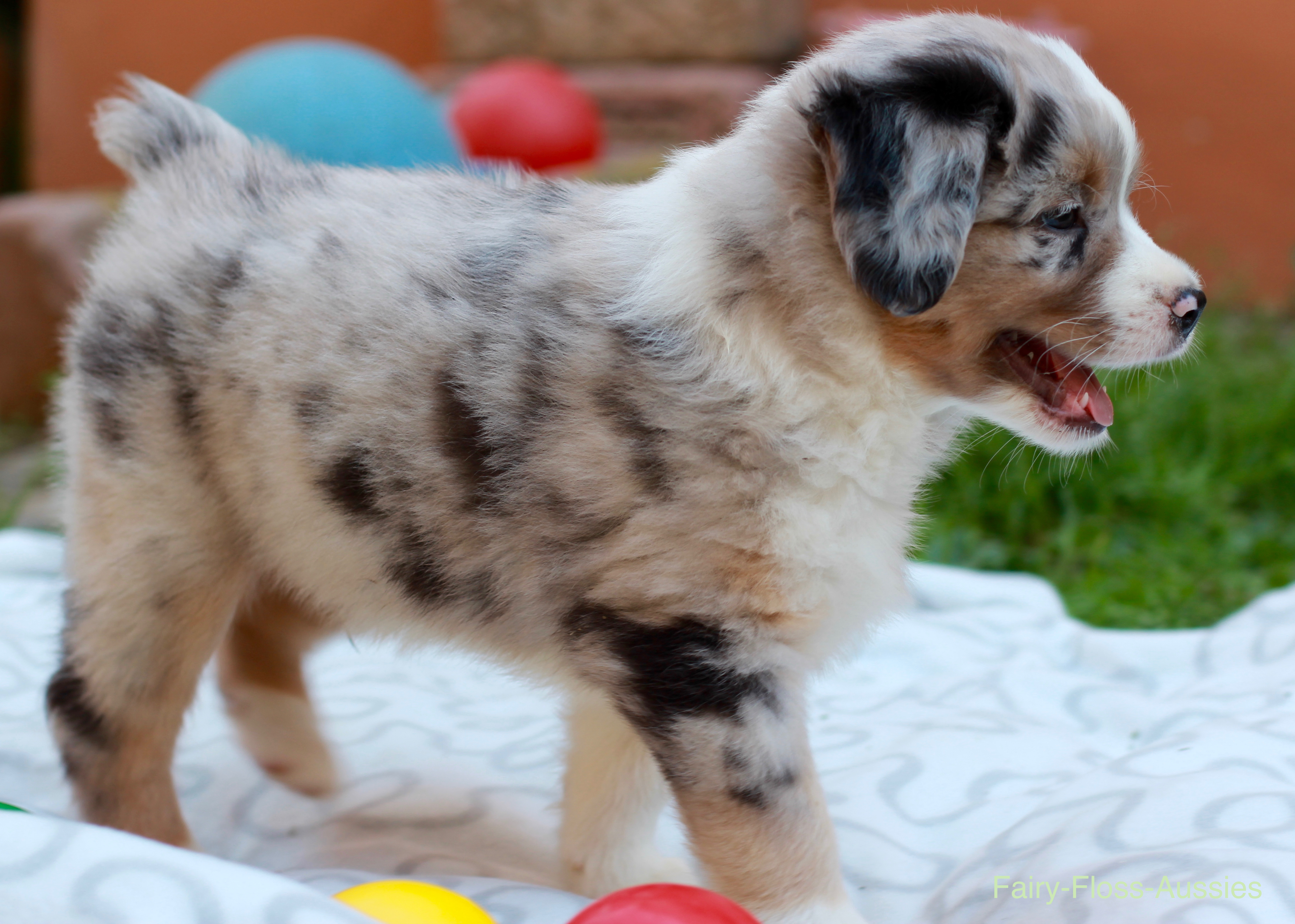 Mini Aussie Welpen