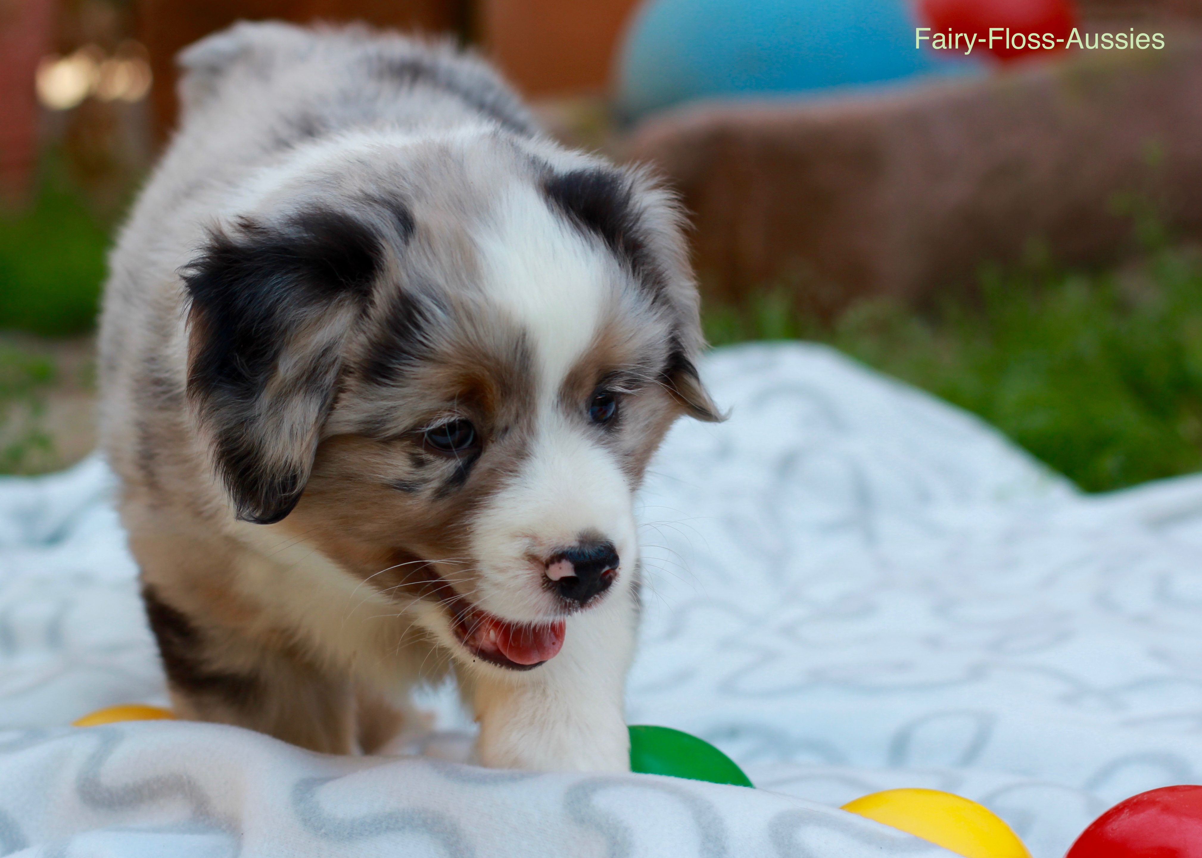 Mini Aussie Welpen