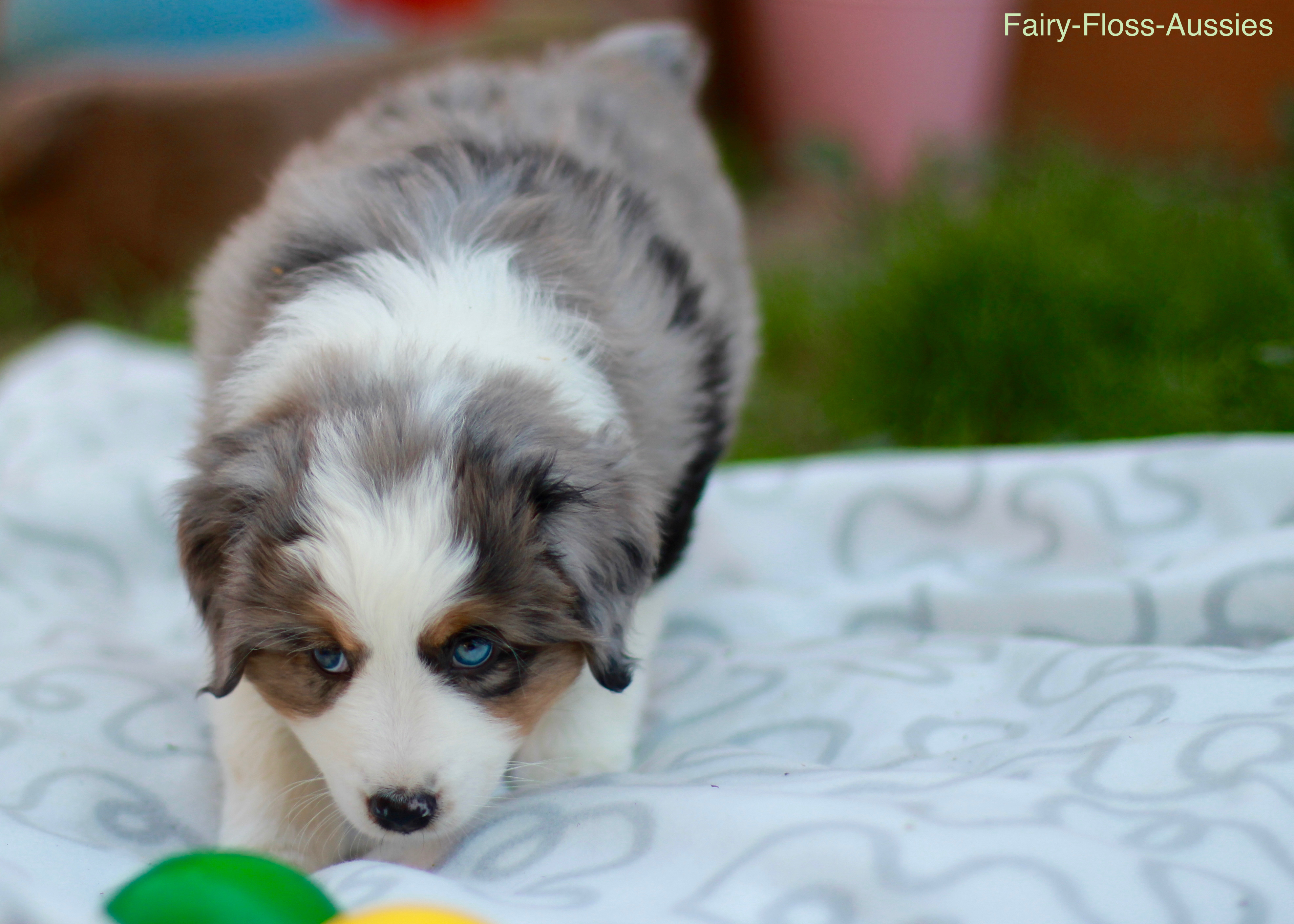 Mini Aussie Welpen