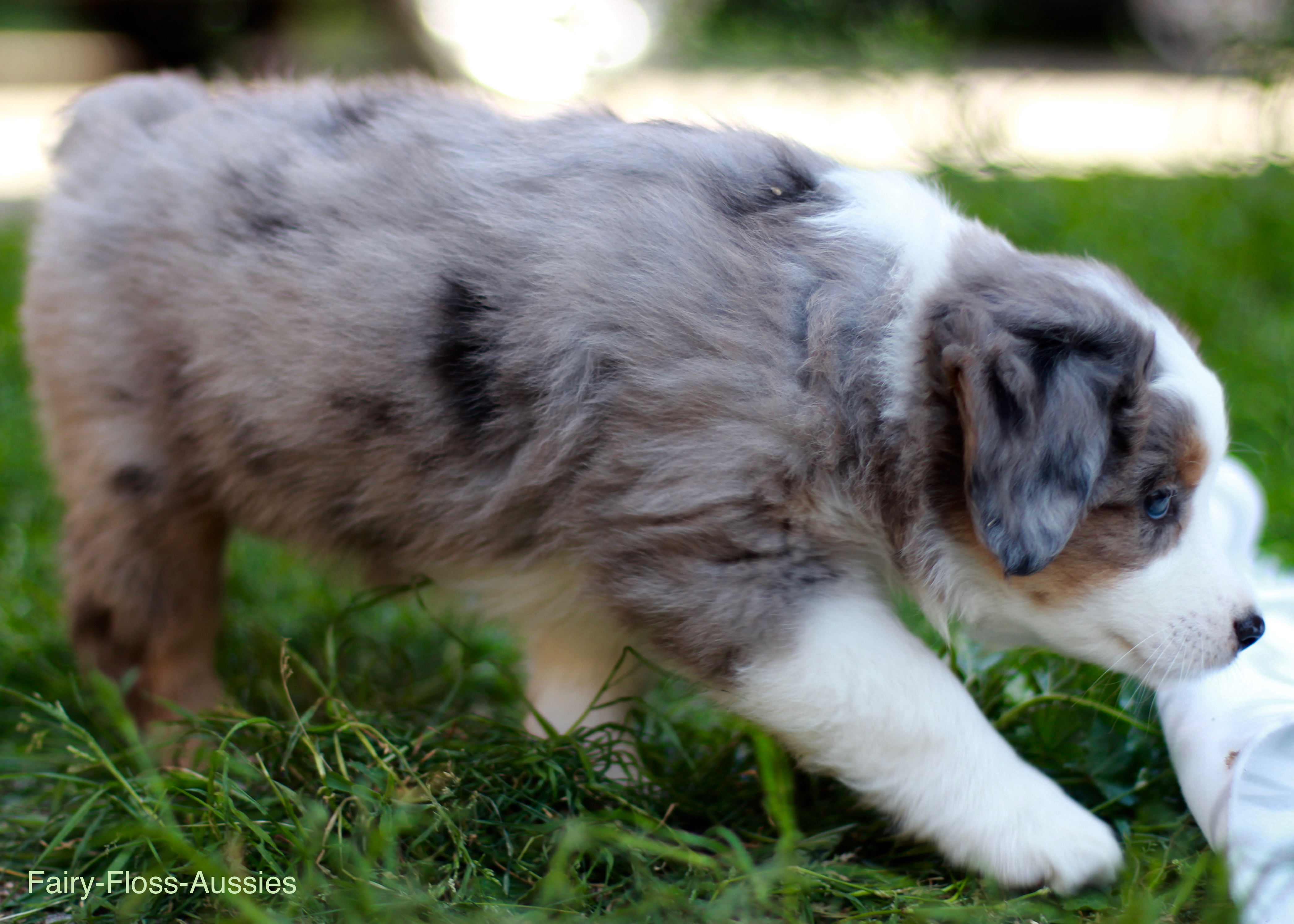 Mini Aussie Welpen