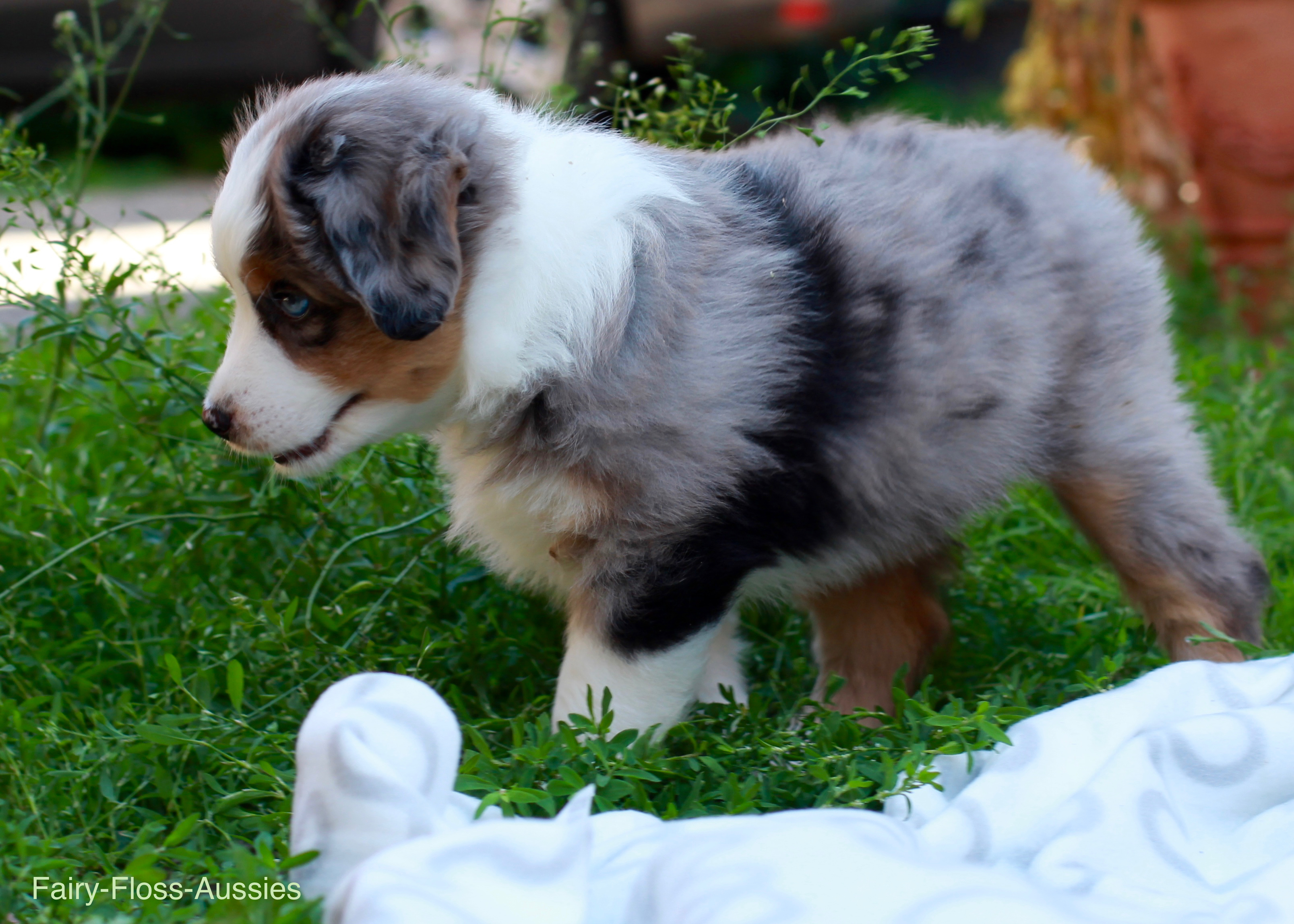 Mini Aussie Welpen