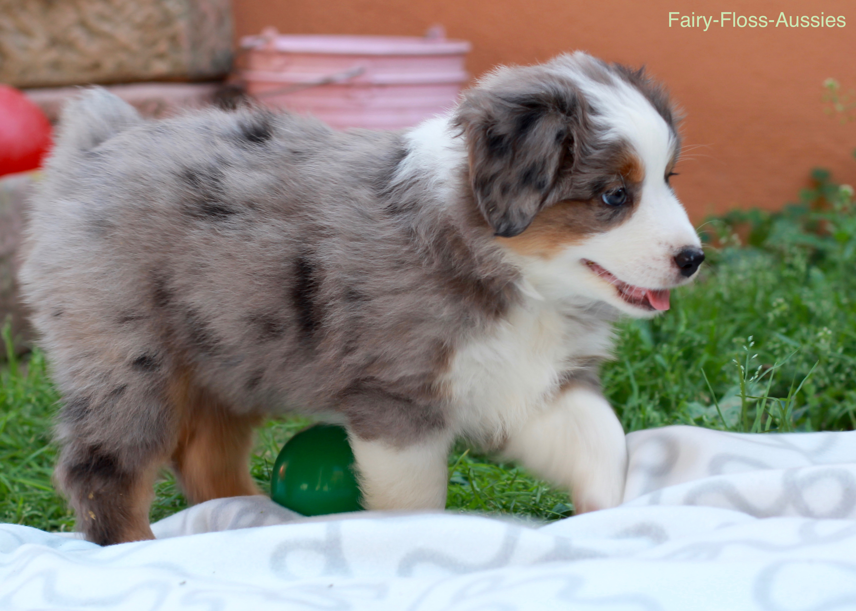 Mini Aussie Welpen