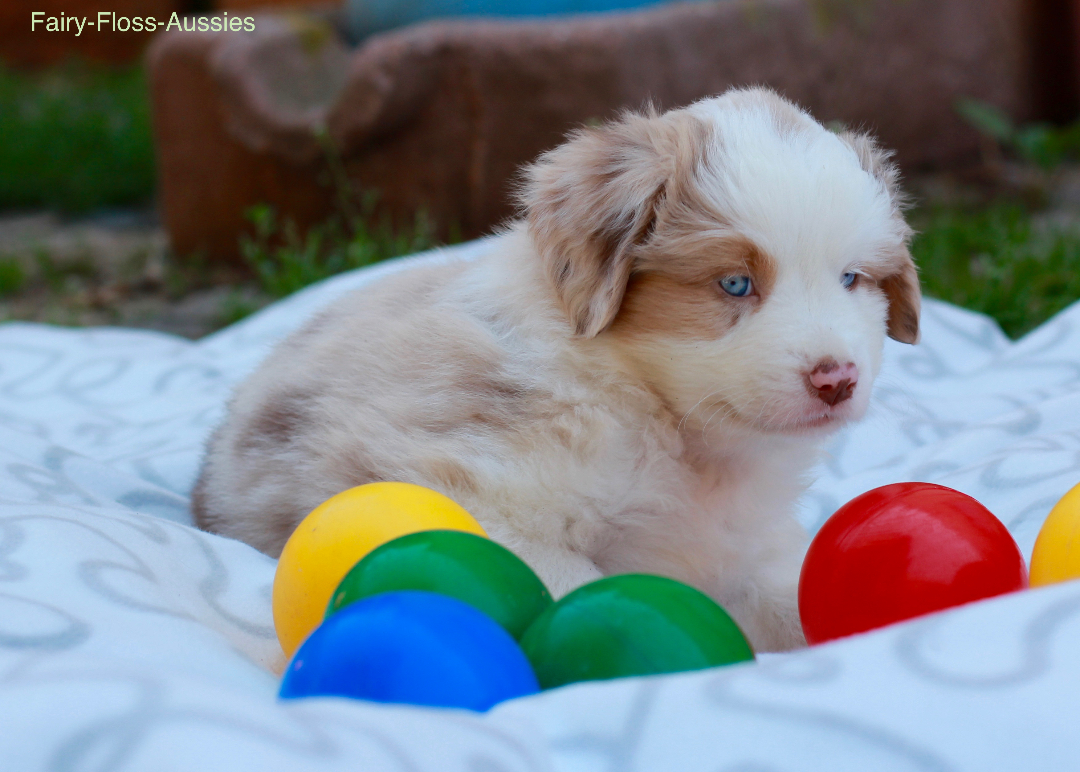 Mini Aussie Welpen