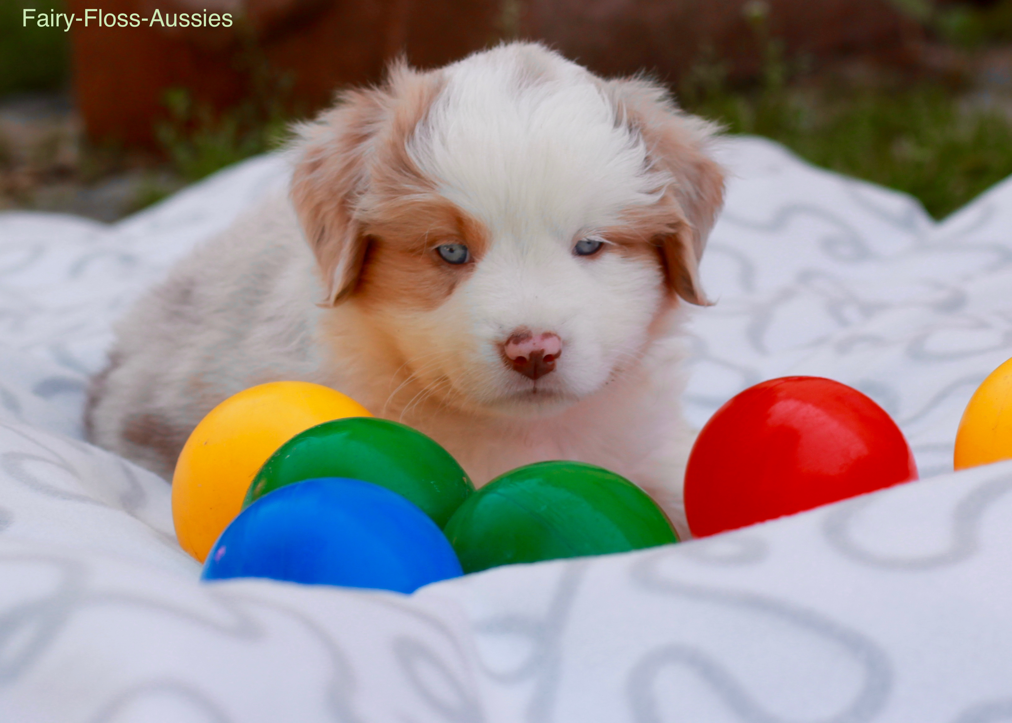 Mini Aussie Welpen