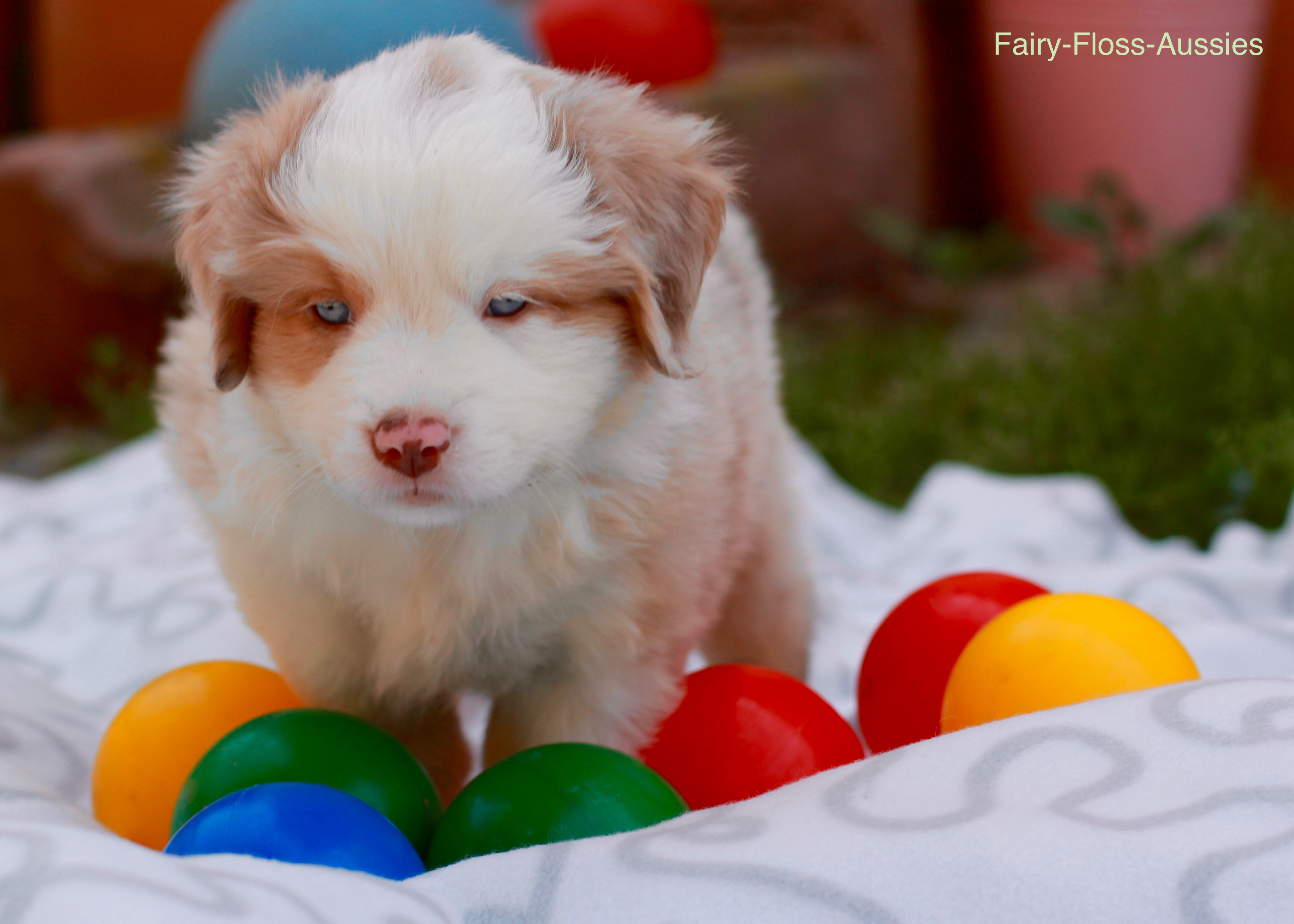 Mini Aussie Welpen