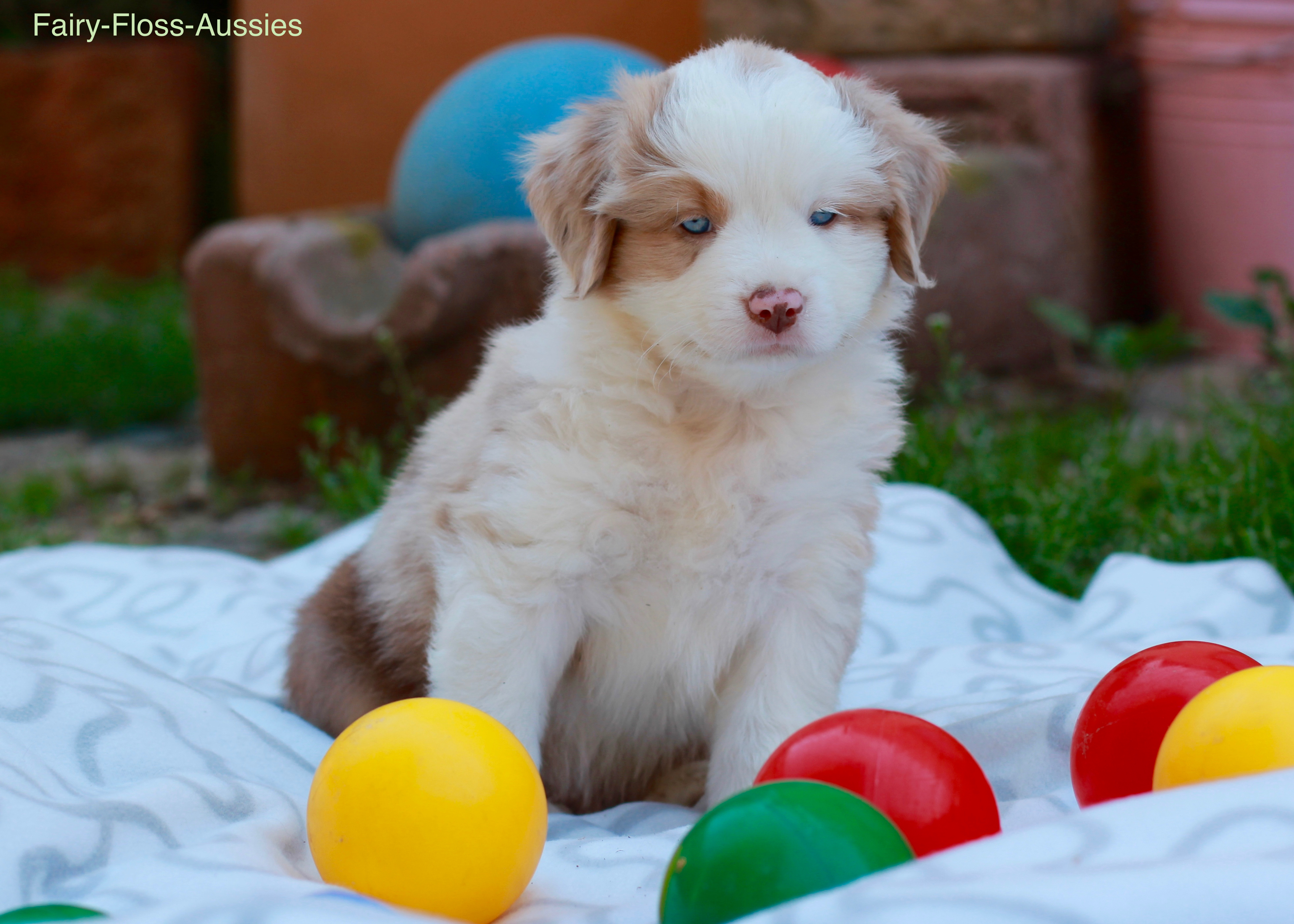 Mini Aussie Welpen