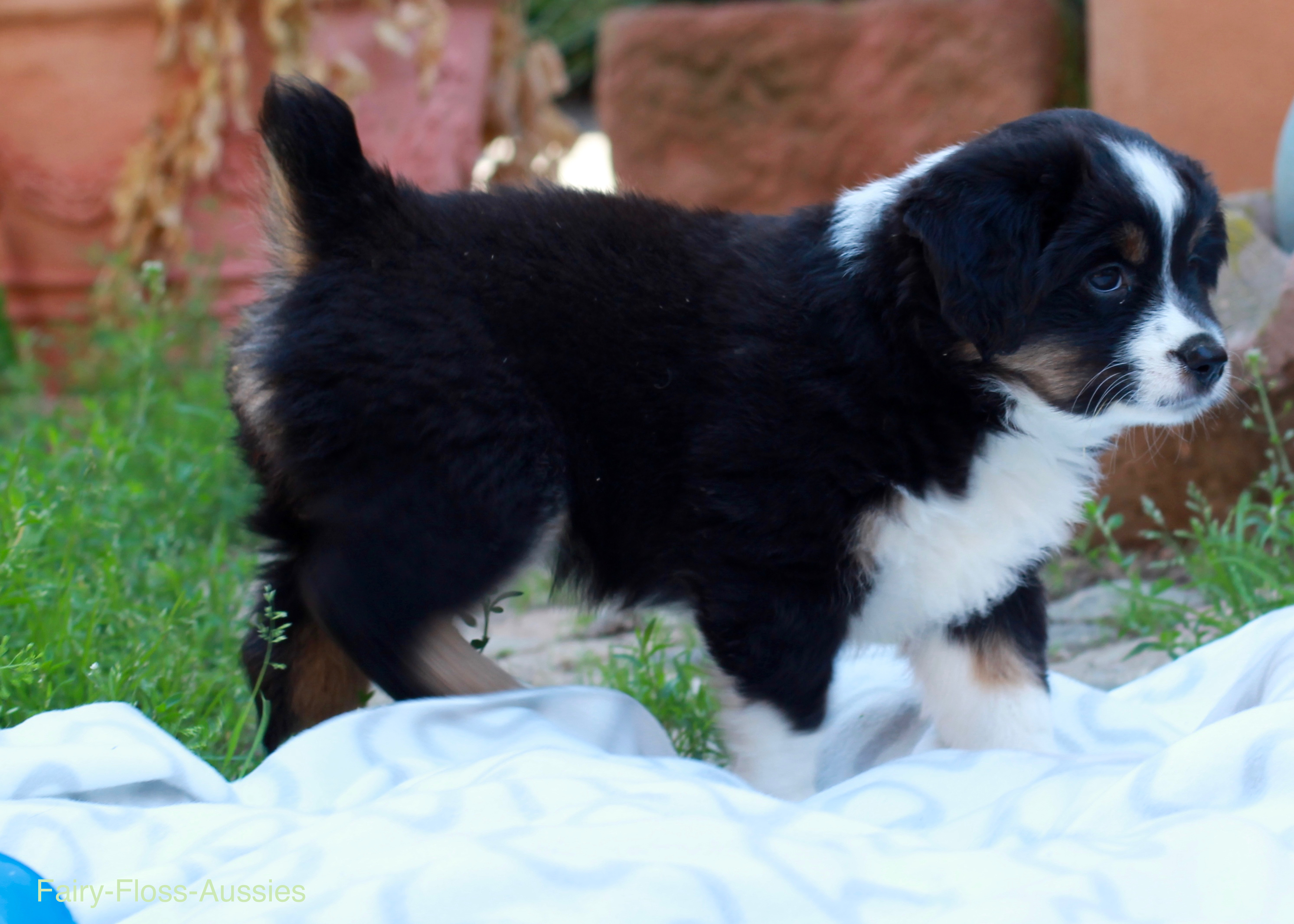 Mini Aussie Welpen